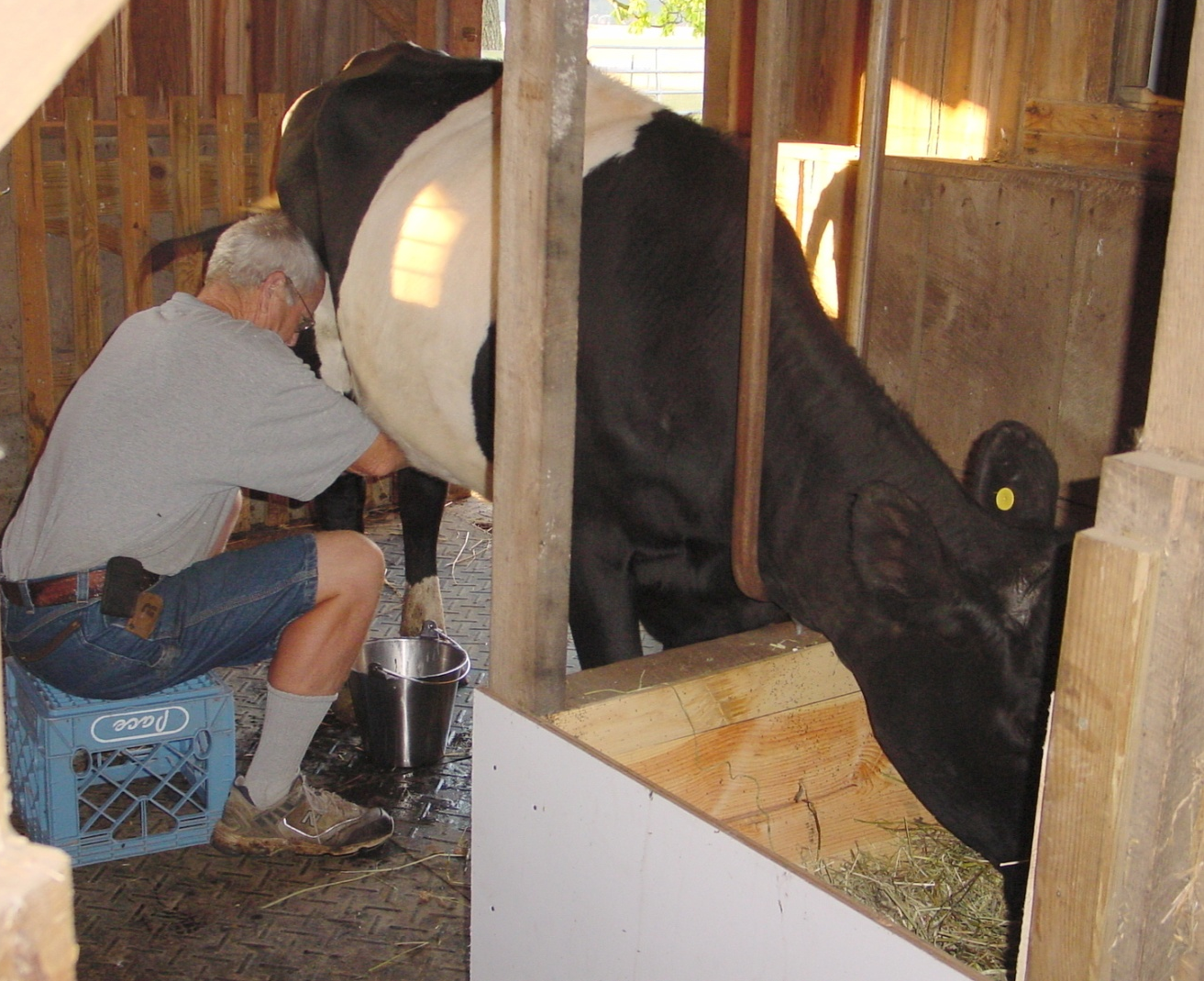 Hand milking cow who has her head in stanchion and is eating hay