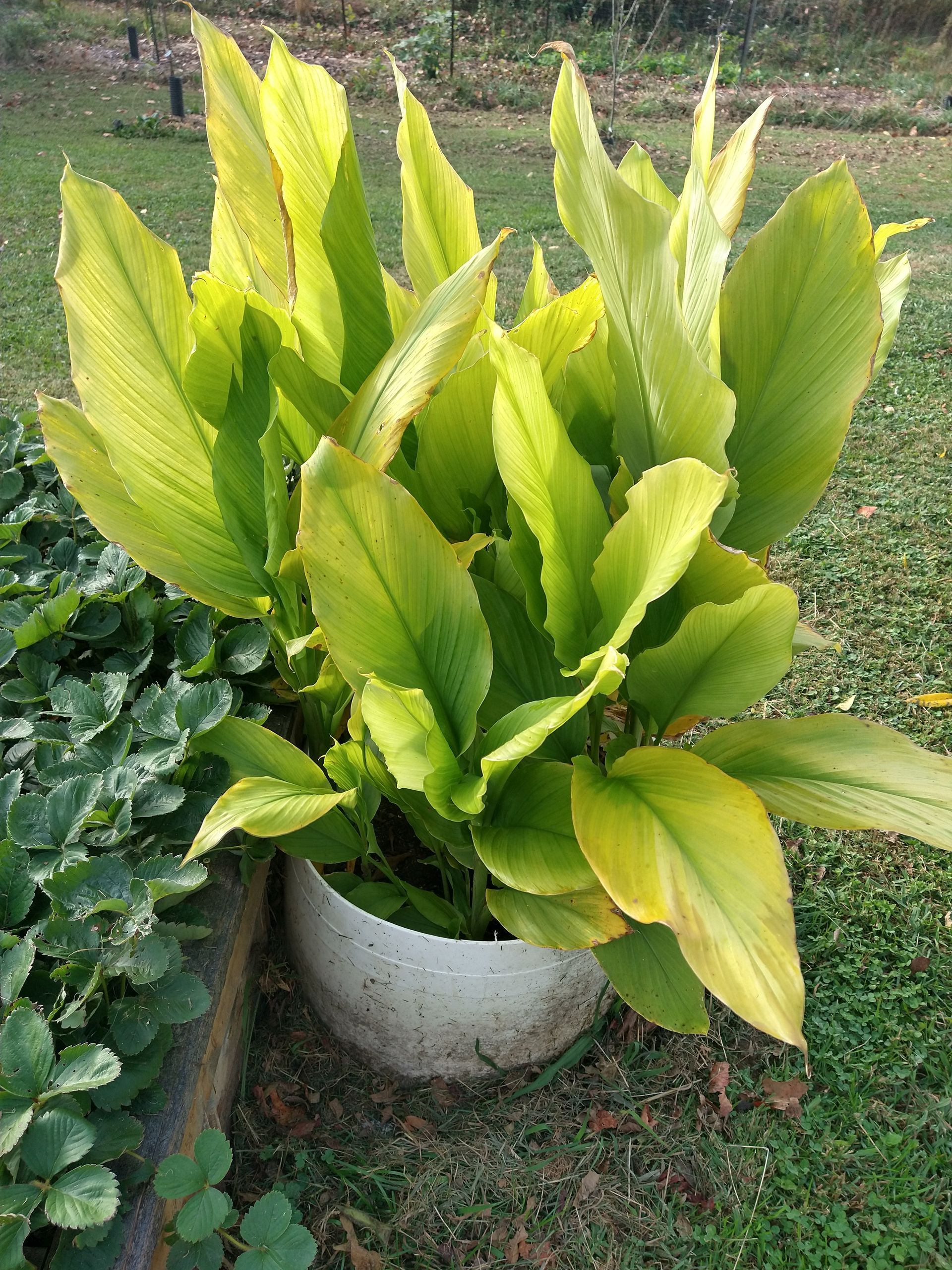 Photo of ginger leaves growing in a pot