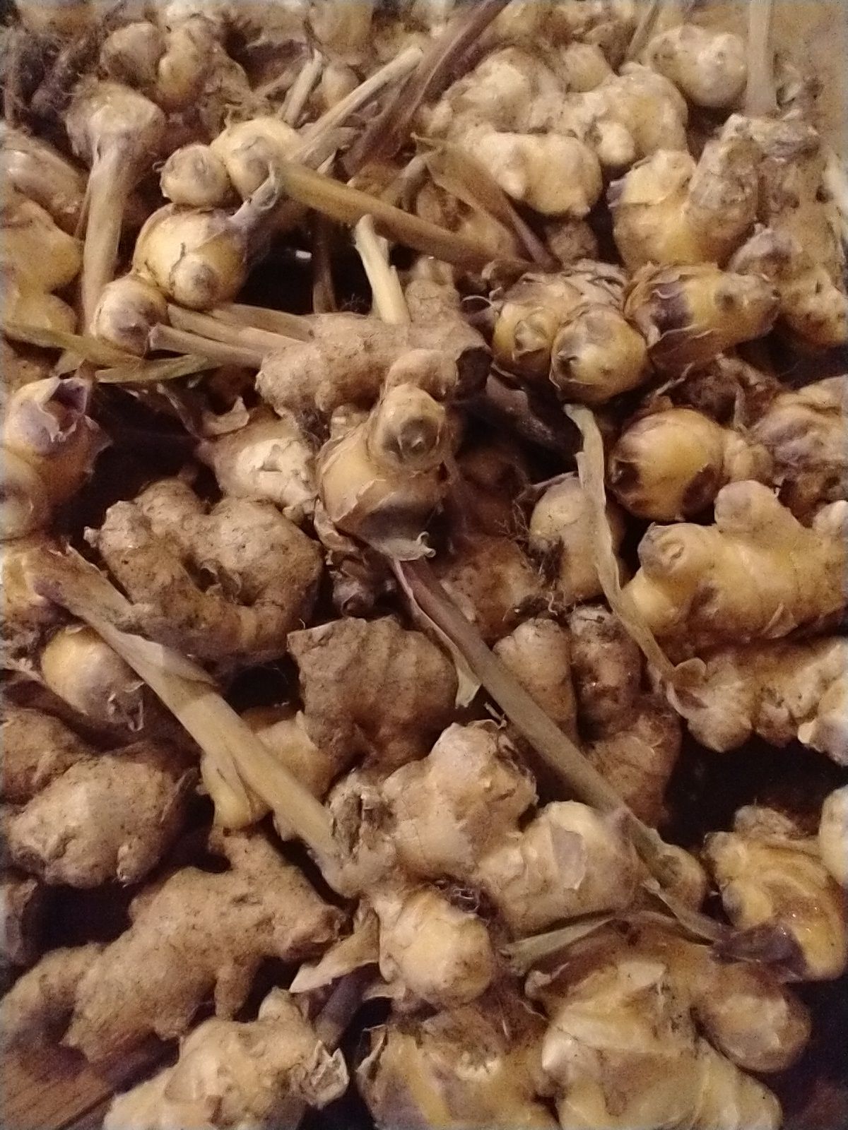 Photo of Turmeric rhizomes