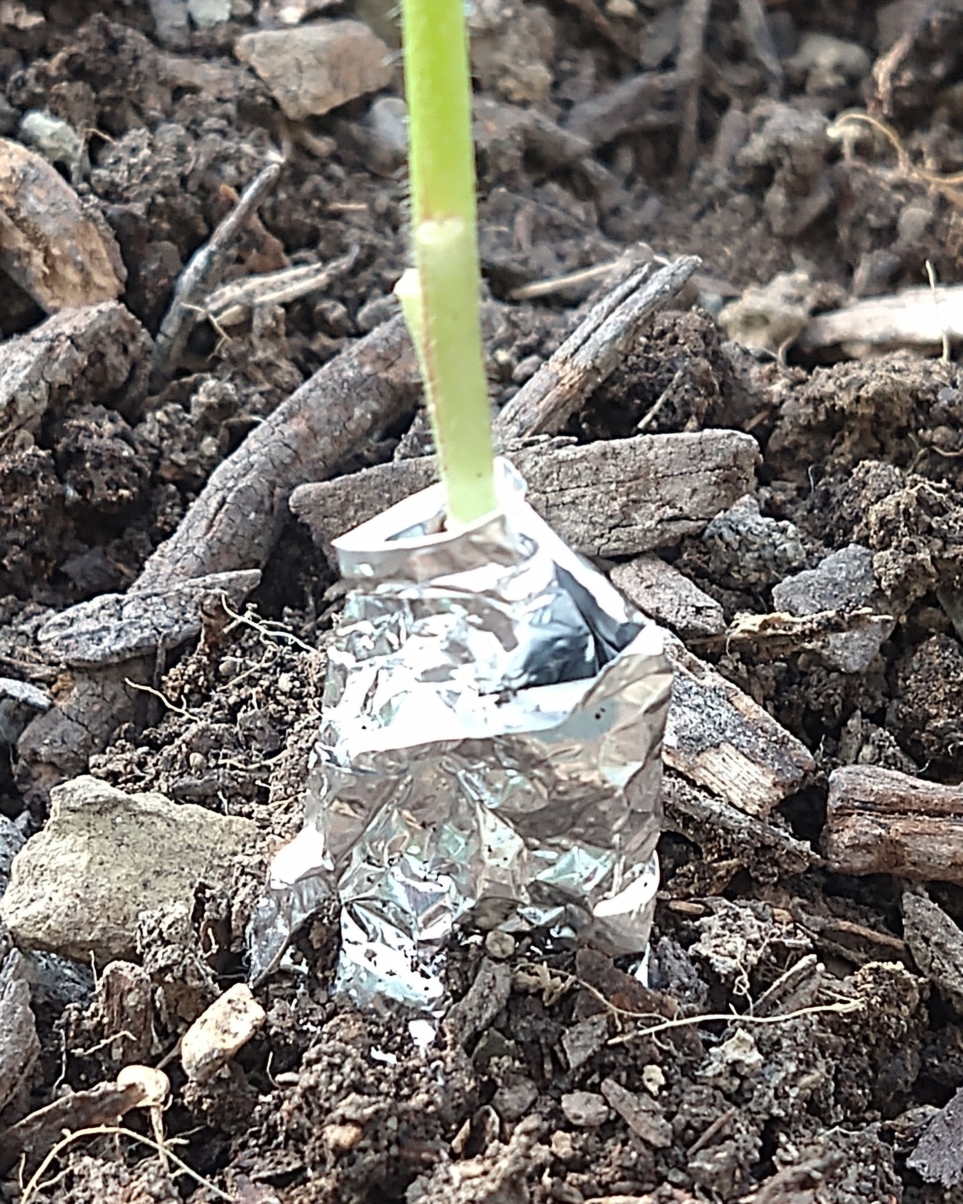 Strip of aluminum foil wrapped around the base of a seedling to prevent vine borer damage