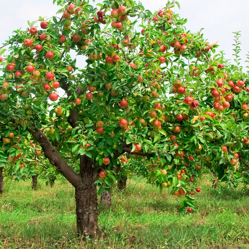 Large apple tree heavy with red apples
