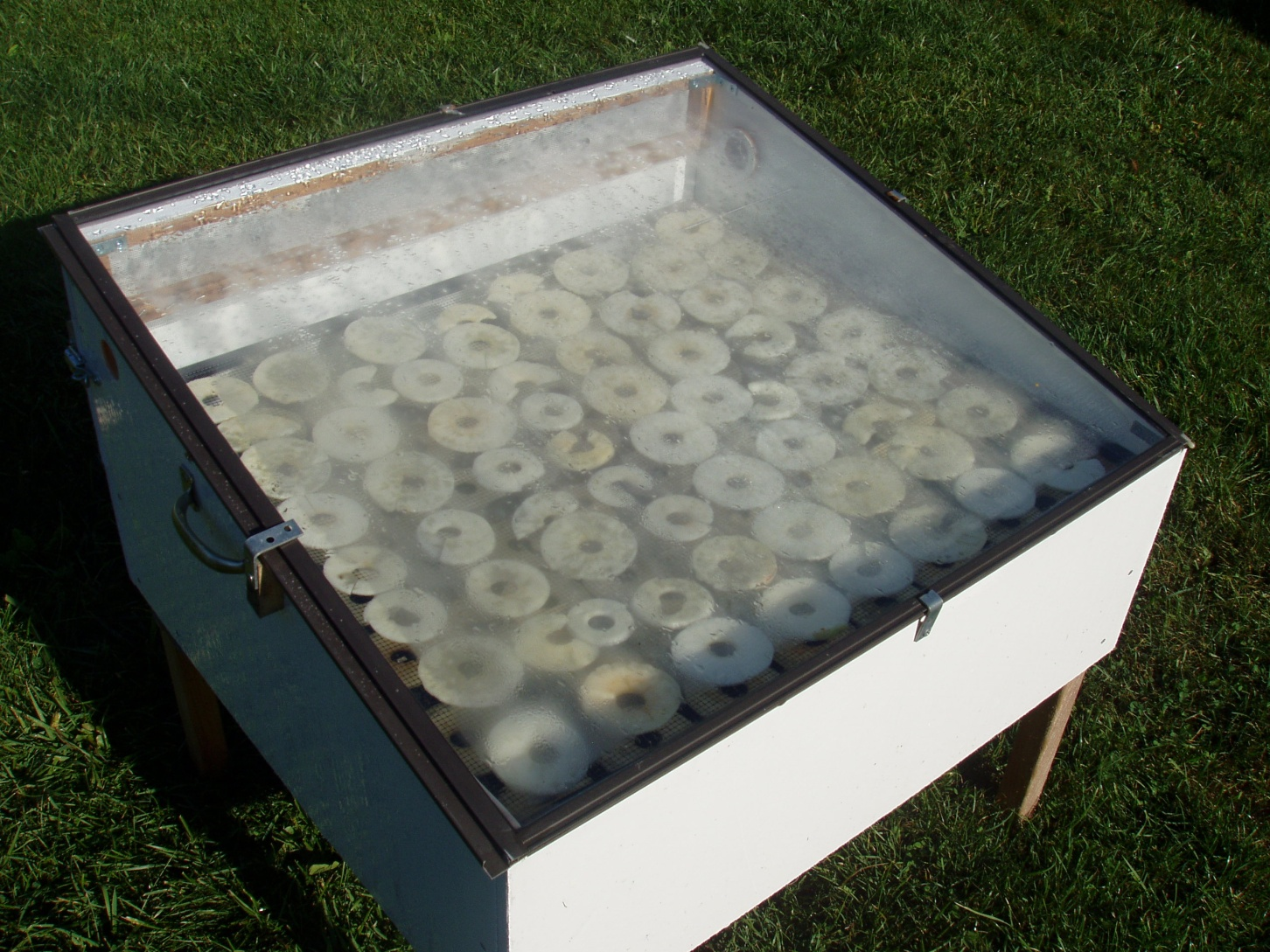 Photo of apple slices drying in a solar dryer
