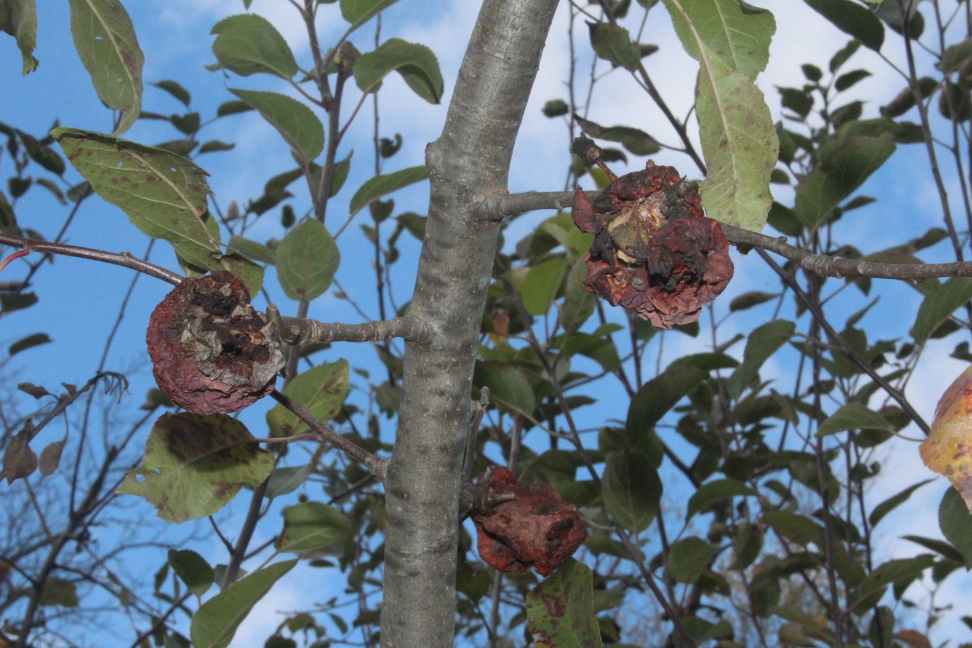 Apples infected with fungi on tree that wasn't pruned for air and sunlight