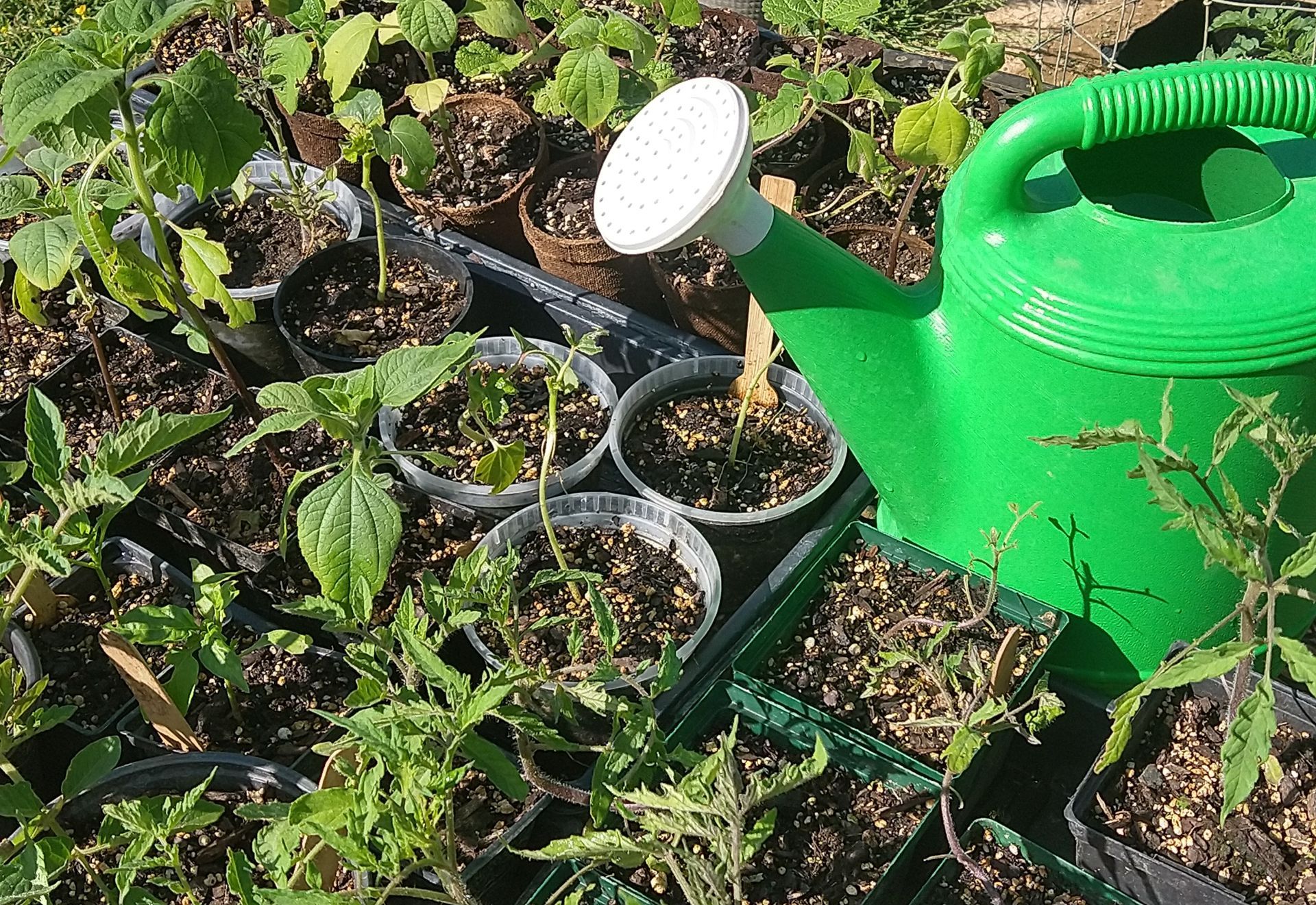 A watering can filled with homemade compost tea sitting next to healthy plants in a garden