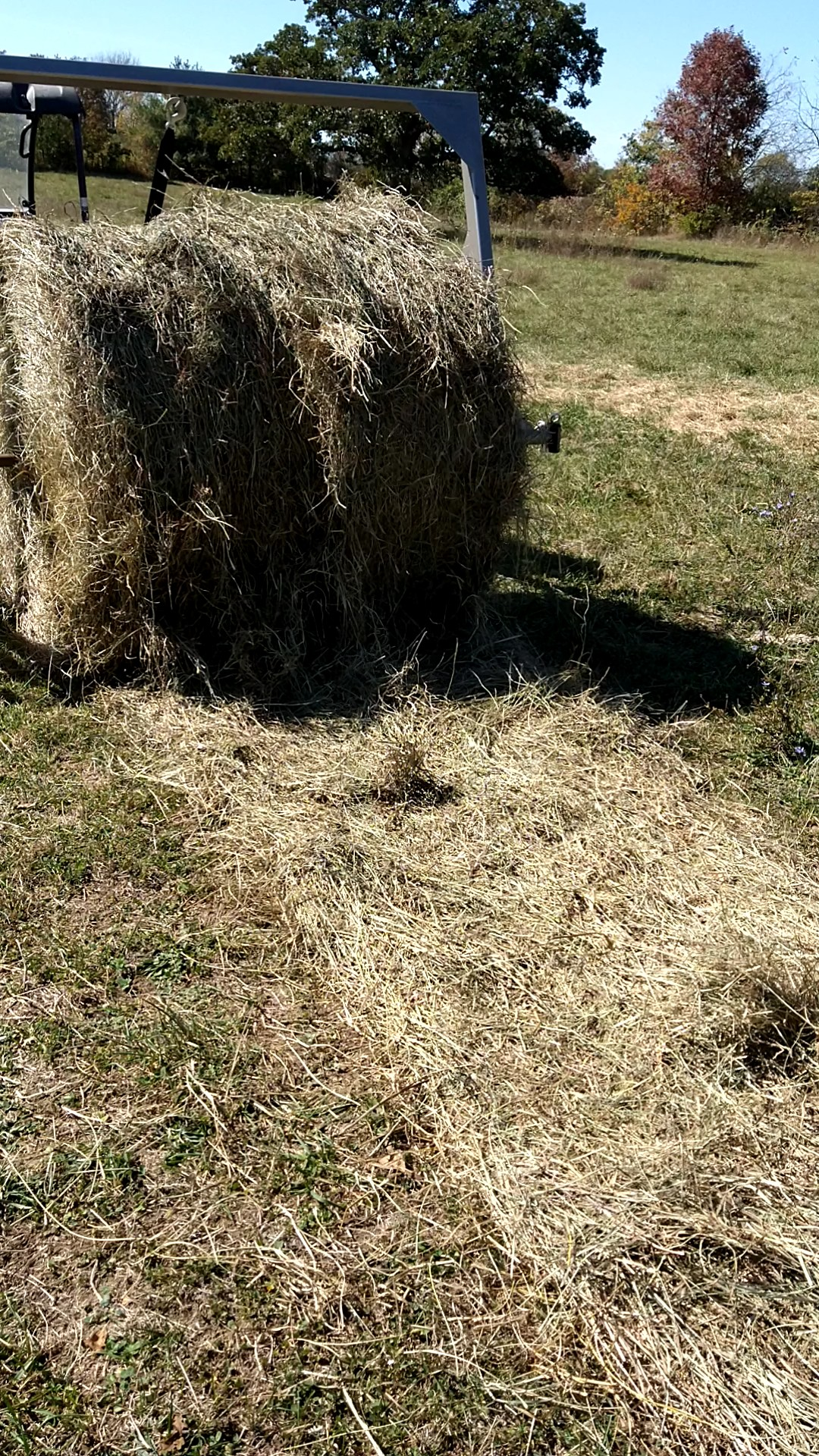 Unrolling hay for the cows to eat in the dormant meadow