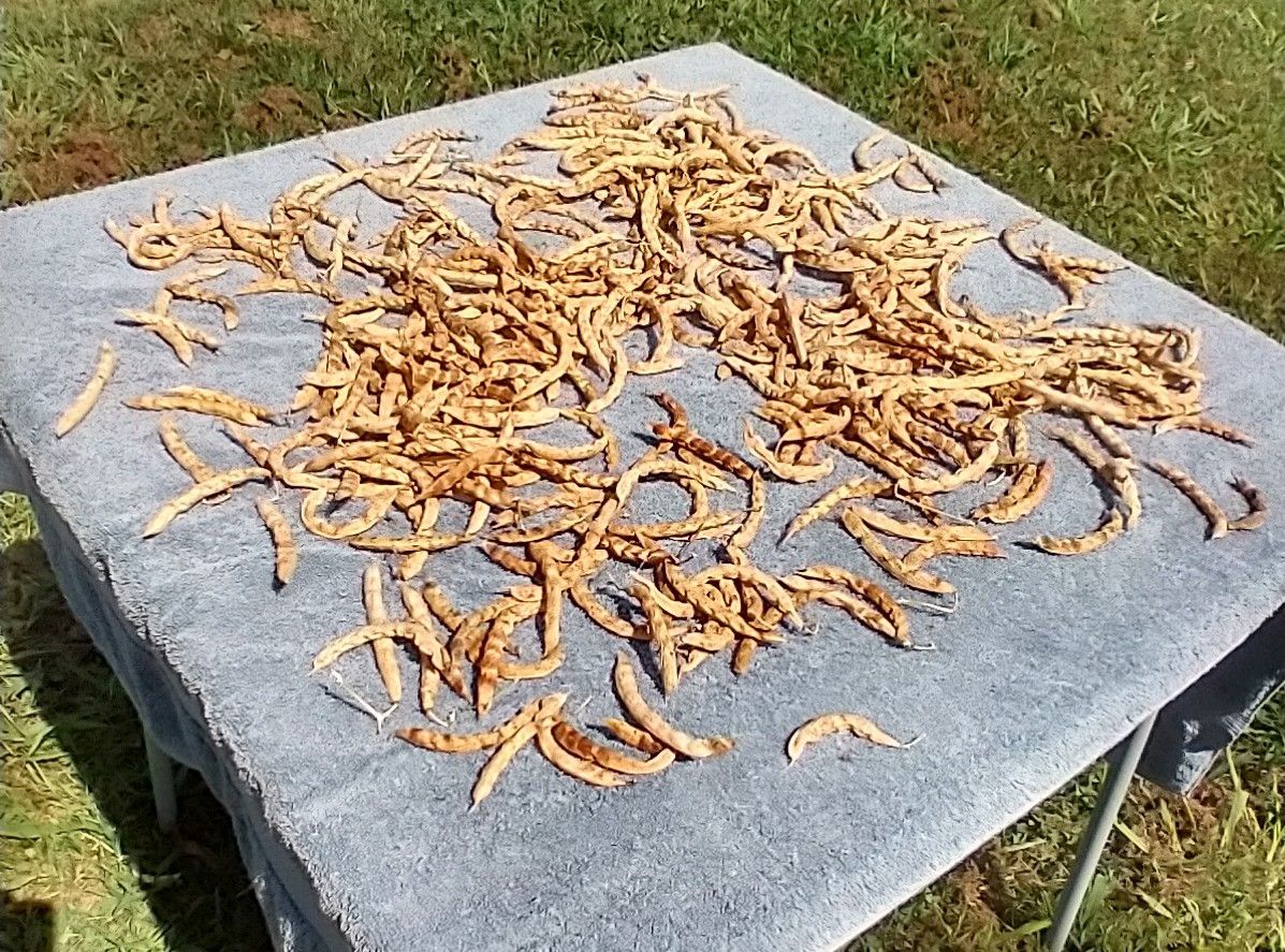 Bean pods drying on cloth in the sun