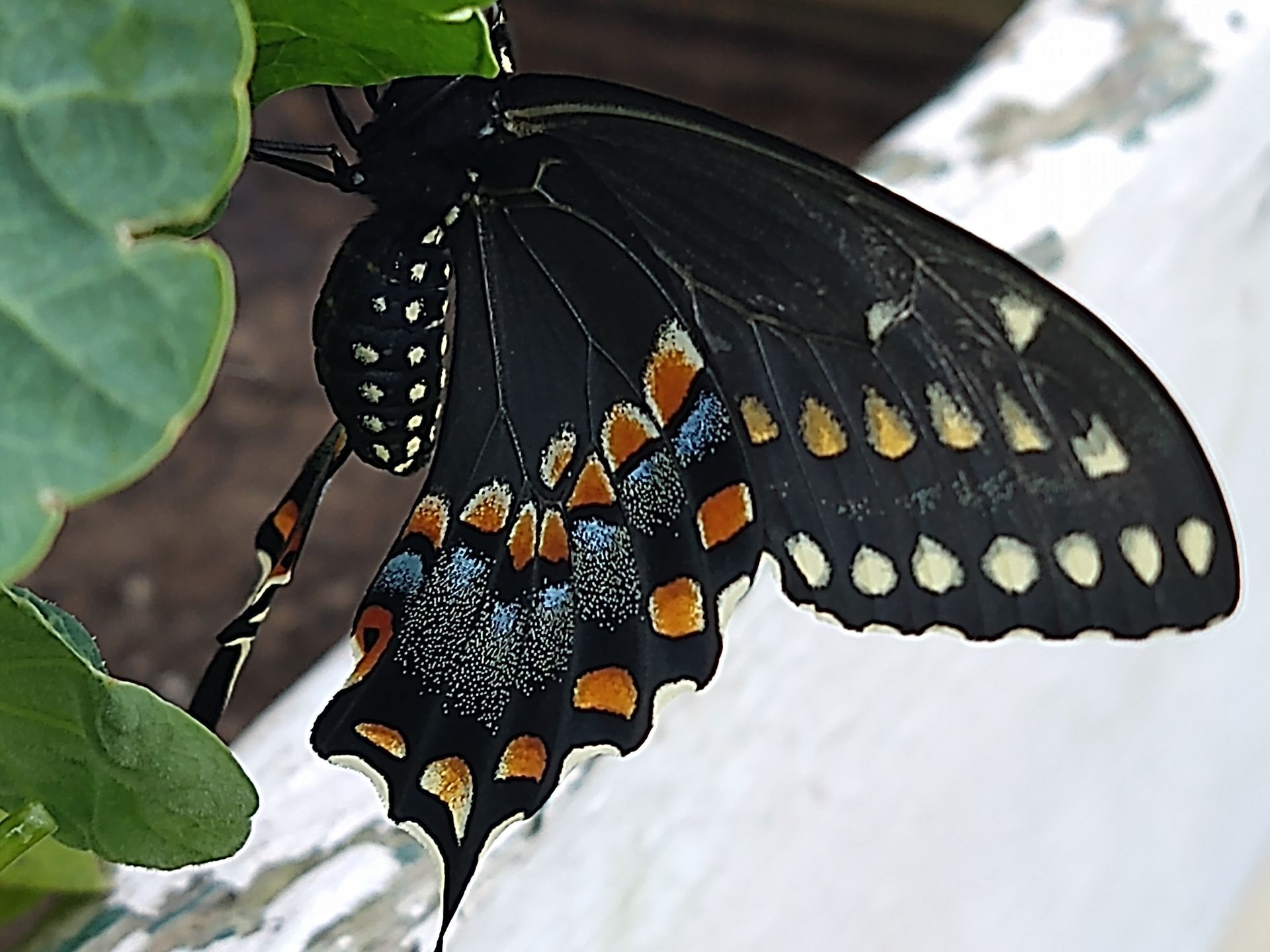 Black swallowtail butterfly
