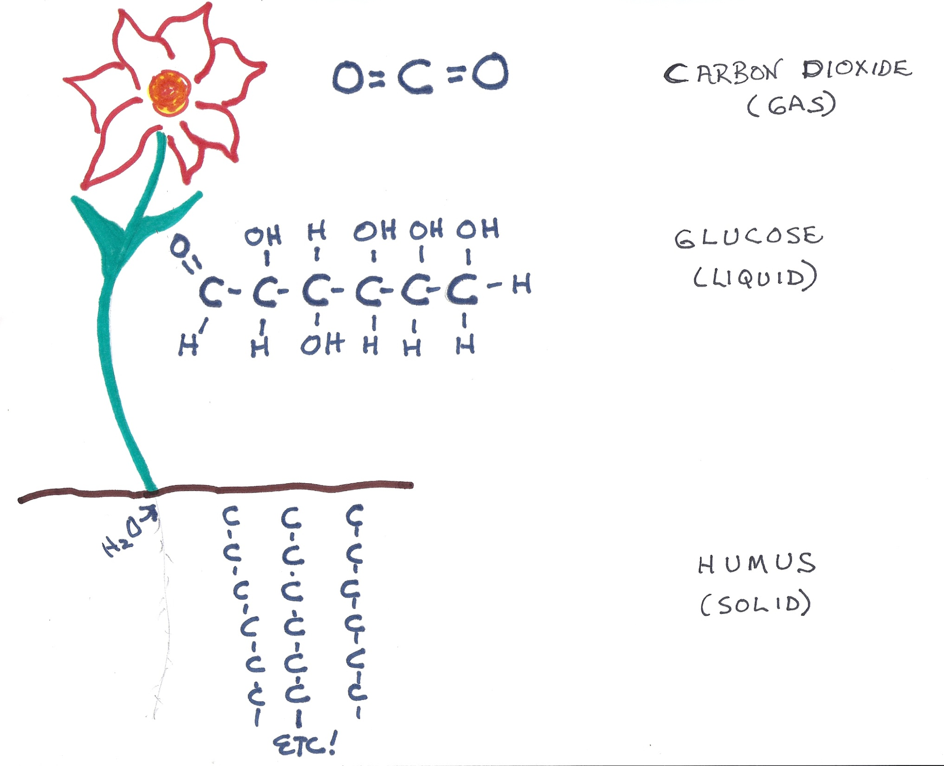 Drawing of the carbon cycle in which plants take carbon from the air and put it into the soil