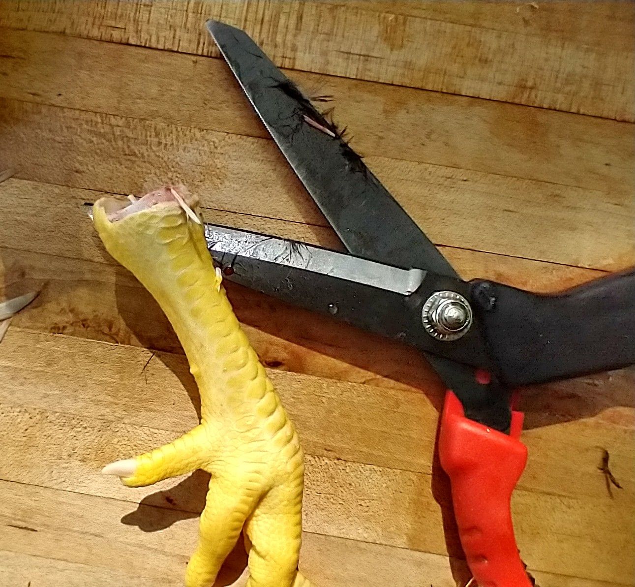 chicken leg after butchering having been cut from