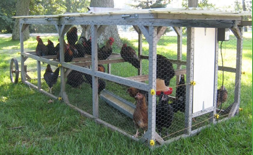 Photo of chicken tractor in grass and shade with chickens inside