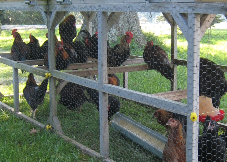 Photo of mature chickens in an outdoor chicken tractor