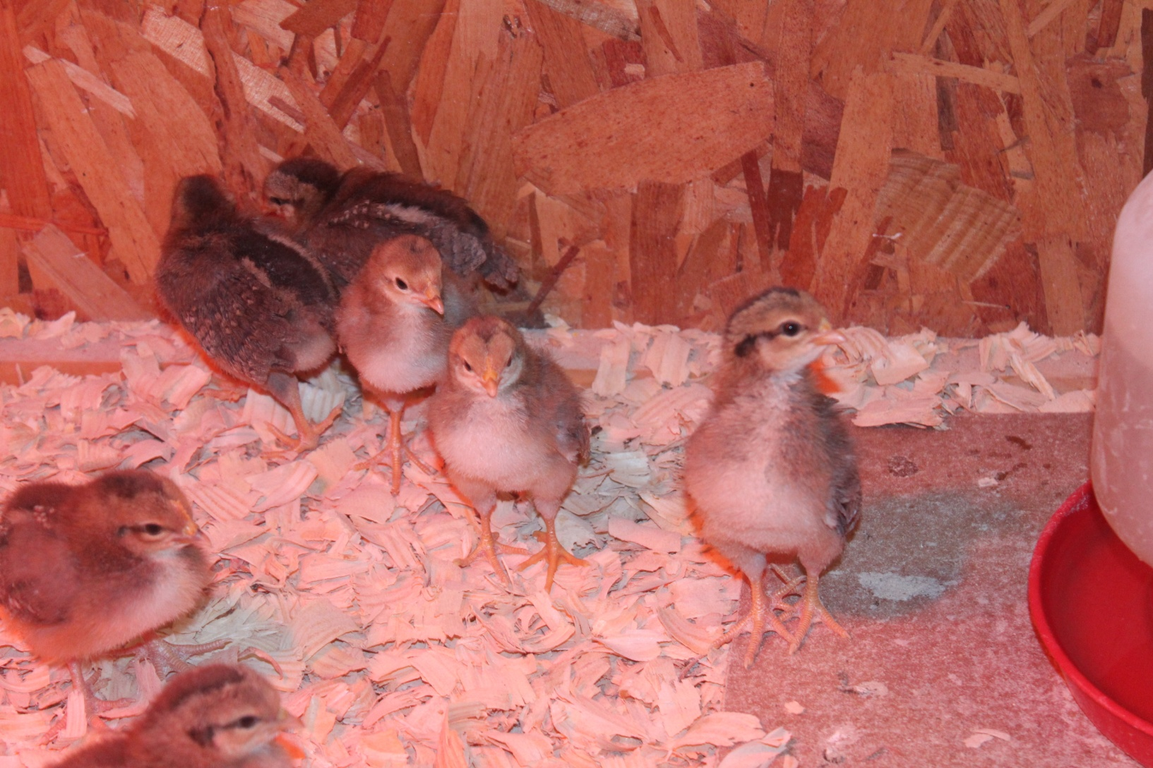 Baby chicks in brood box keeping warm and fed