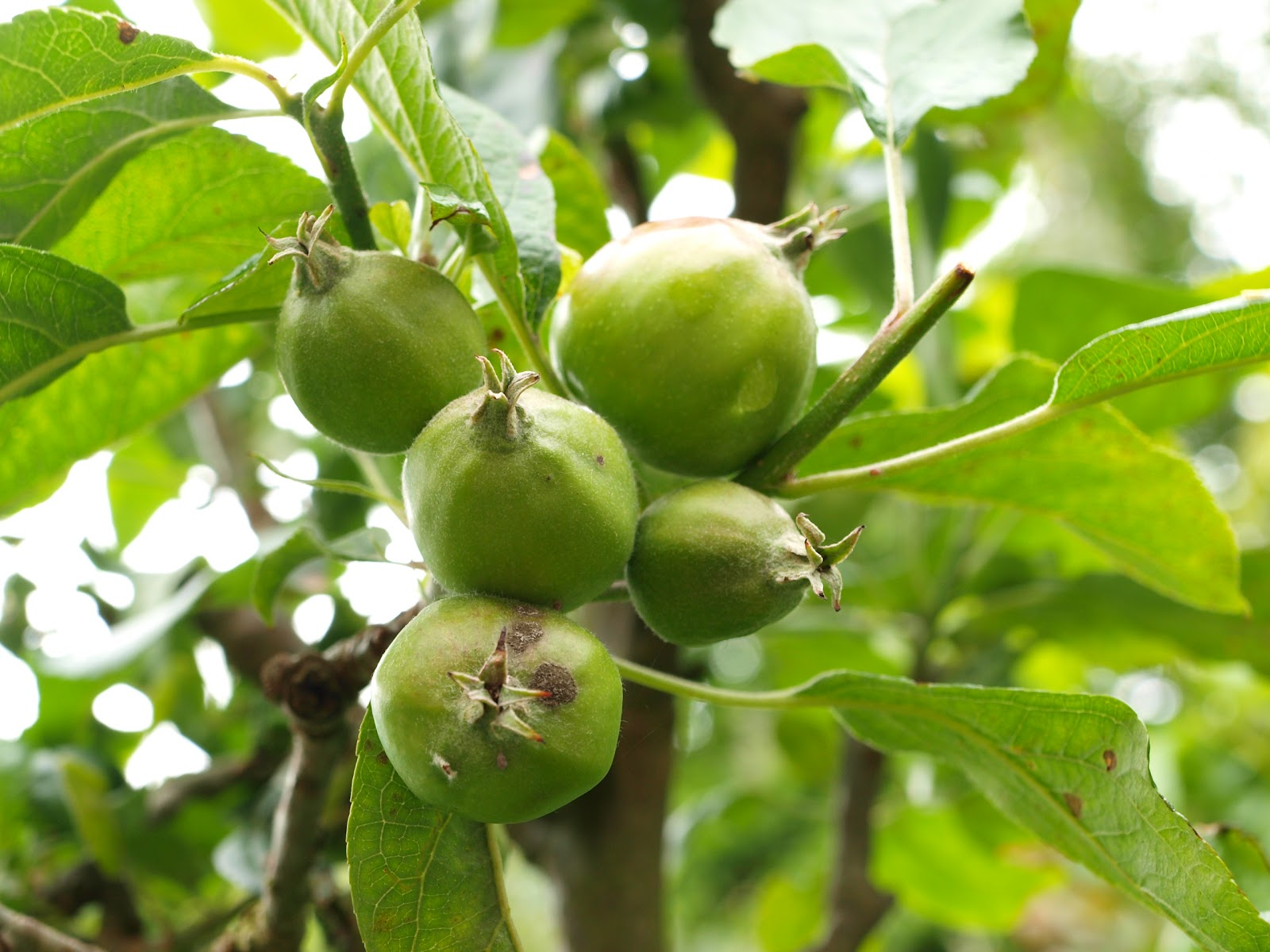 cluster of five small green apples which need thinning