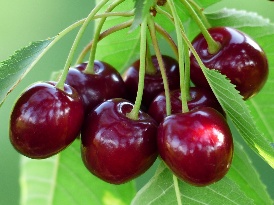 Clump of delicious looking red cherries on tree