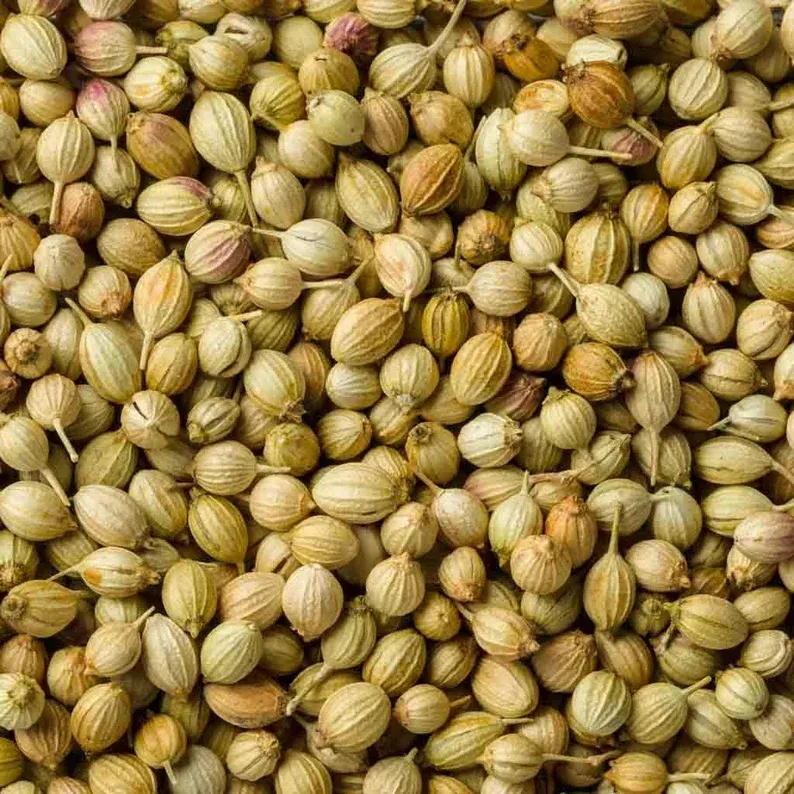 Close-up photo of coriander seeds