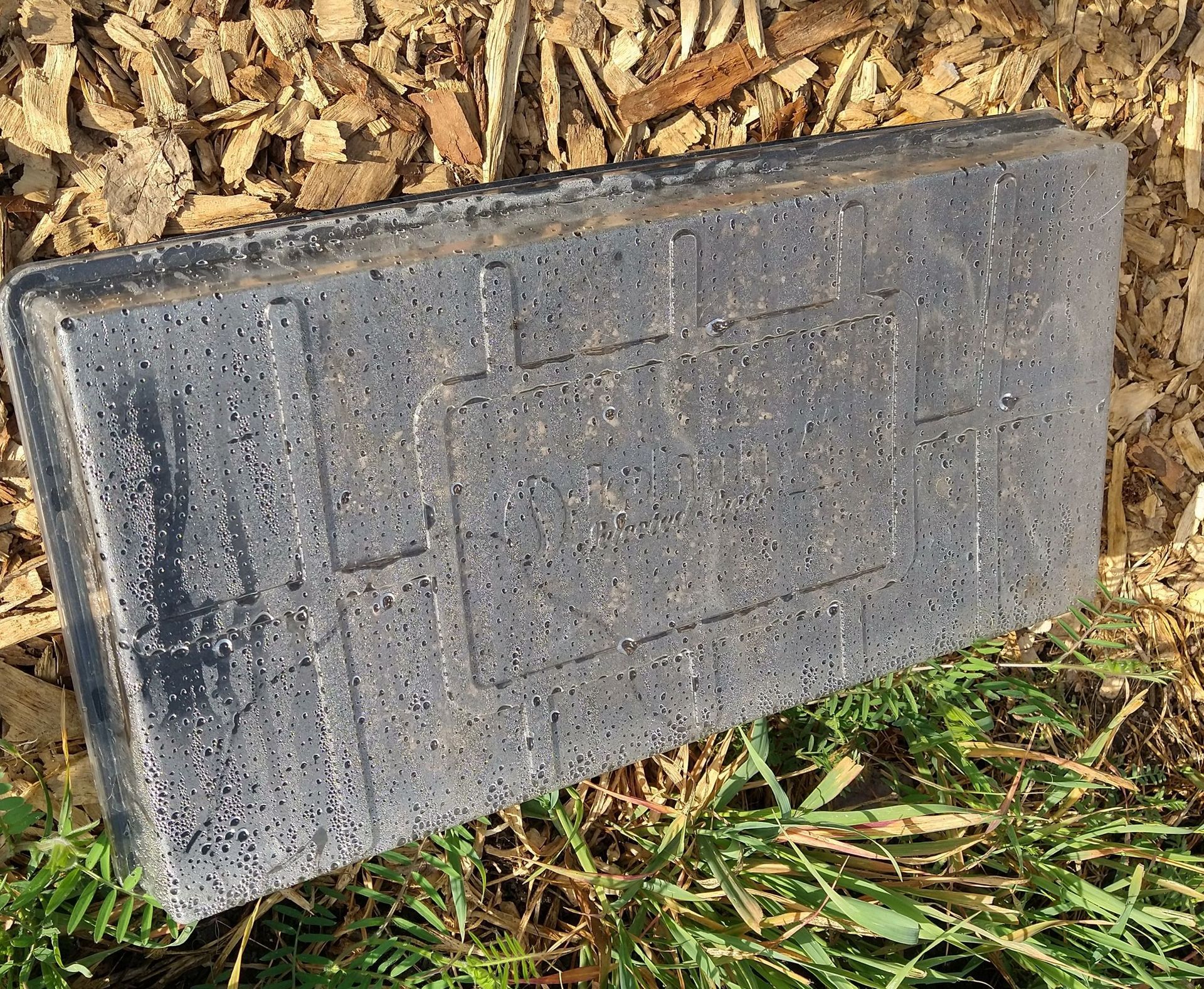 Photo of clear plastic cover over a flat where seeds have been planted