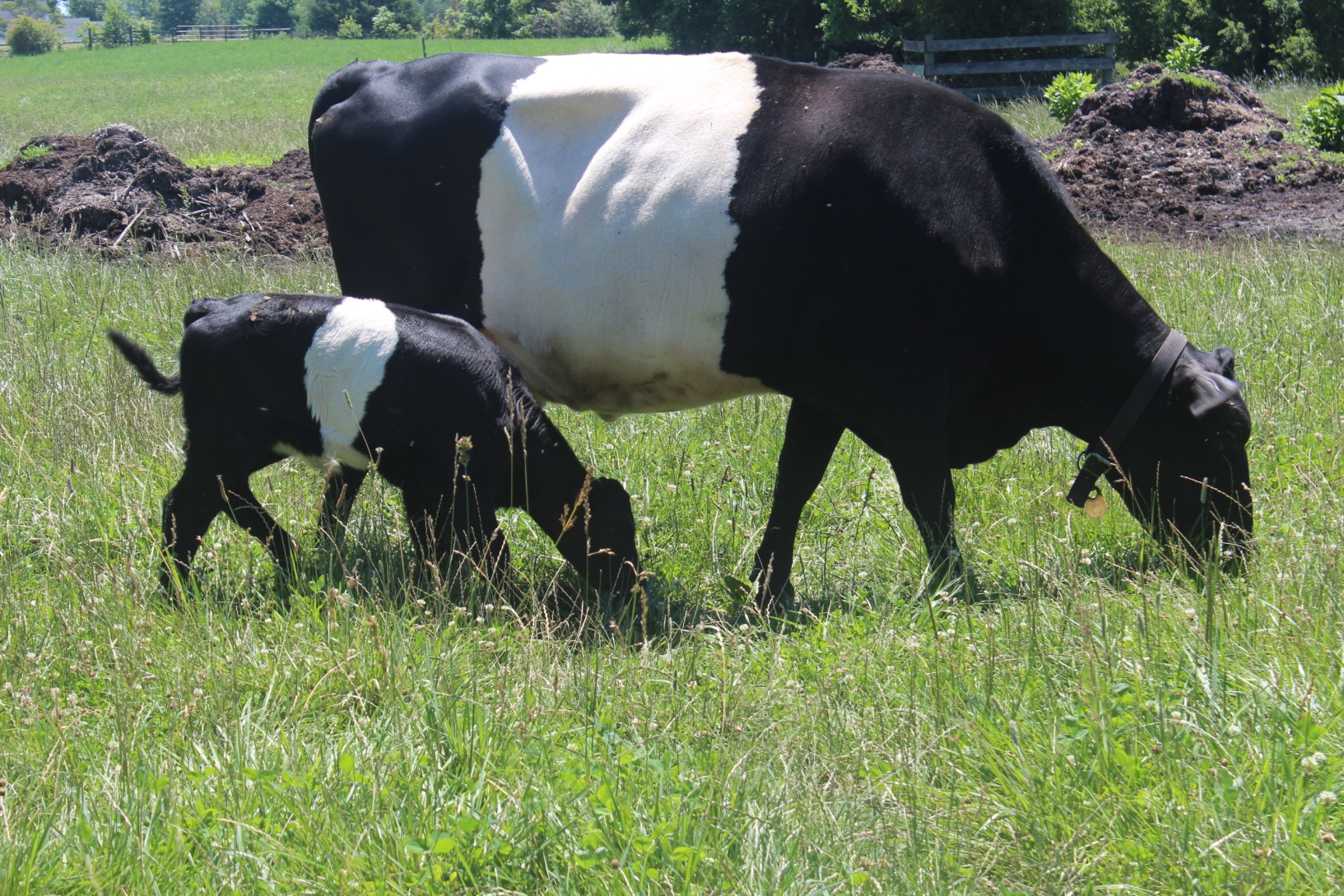Mother Dutch Belted cow grazing with her calf with compost pile behind.