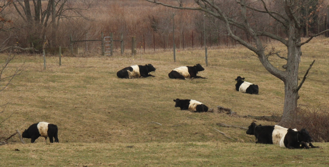 Dutch Belted cows resting and grazing outdoors in winter meadow