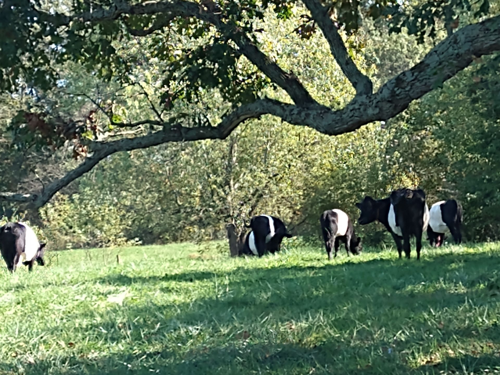 A herd of Dutch Belted cows grazing in meadow on a sunny day framed by an overhead tree limb in the foreground and trees in the background