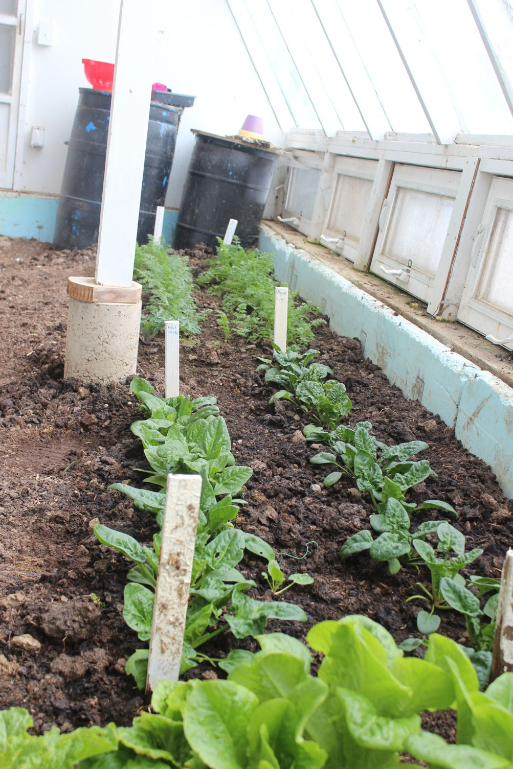 Lettuce growing inside a lean-to greenhouse in the winter