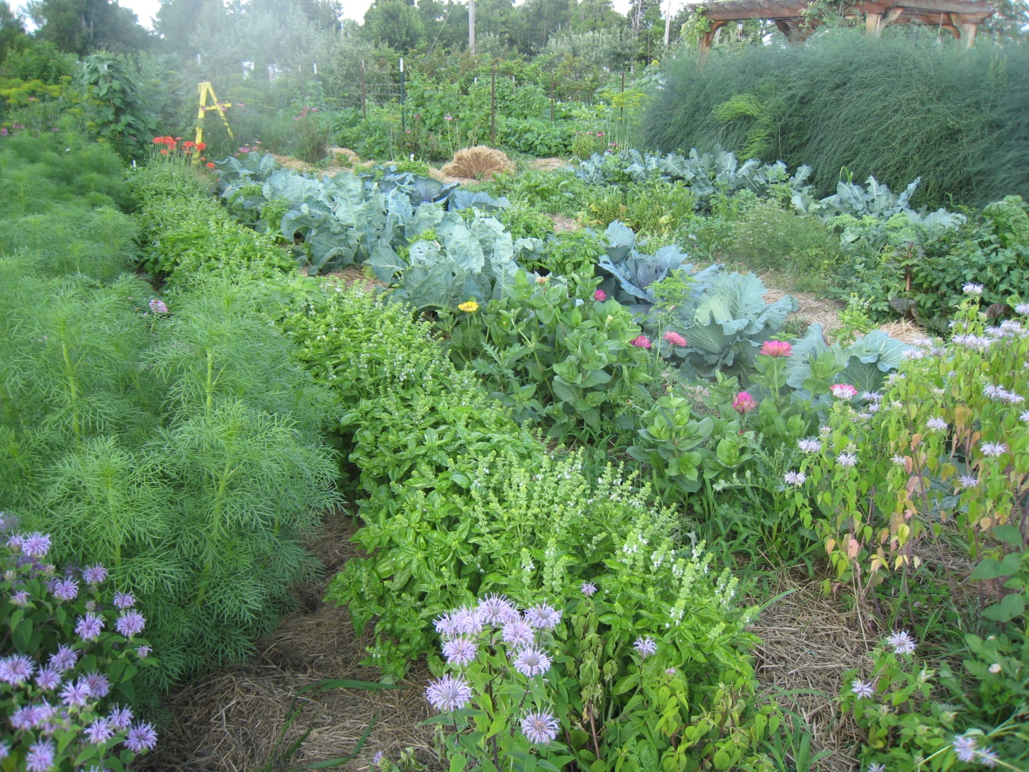 A beautiful and productive garden may not follow all the rules, but we do our best will be rewarded