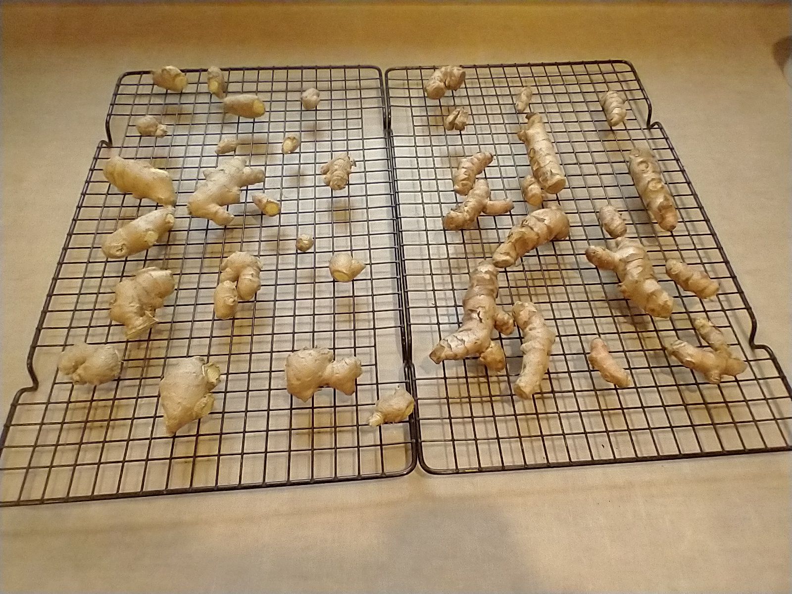 Photo of ginger and turmeric rhizomes divided and drying on racks