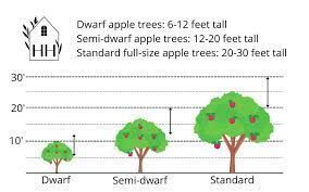 Chart showing difference in size between dwarf, semi-dwarf and standard fruit tree size