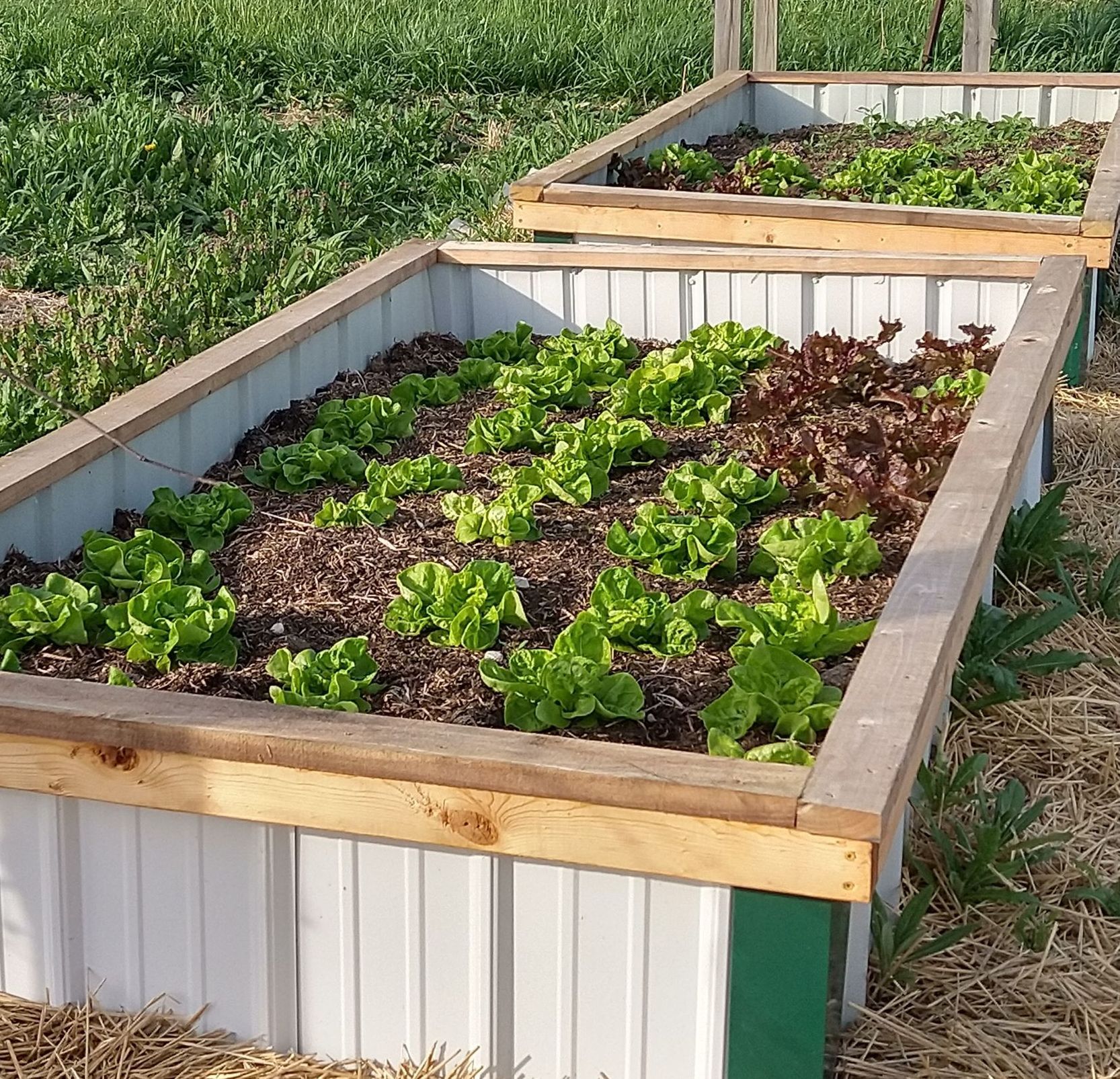 Heads of lettuce growing in raised bed.