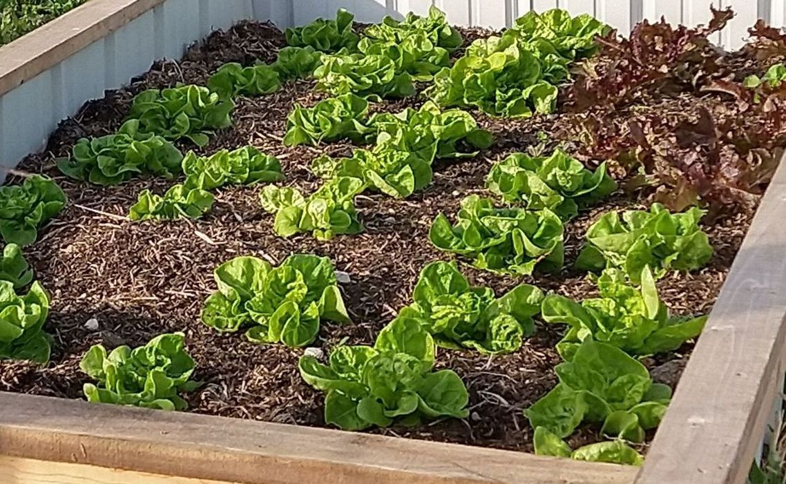 Variety of lettuce in raised bed.