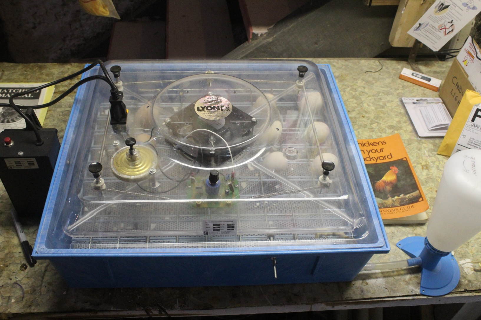 chicken eggs in covered incubator