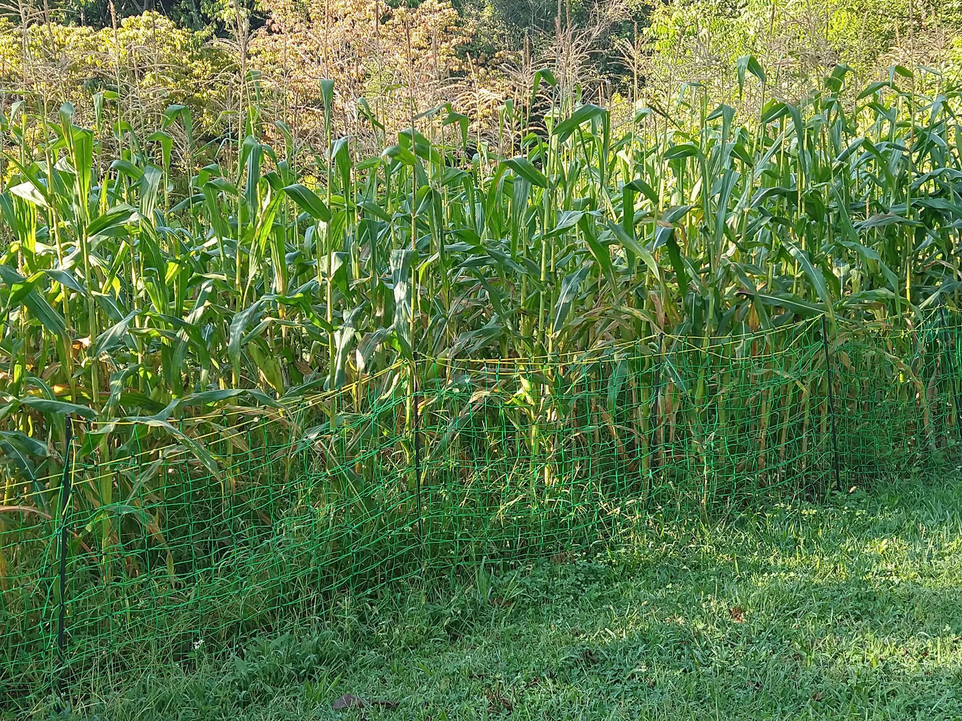 Corn field protected from deer with a mesh, solar powered electric fence