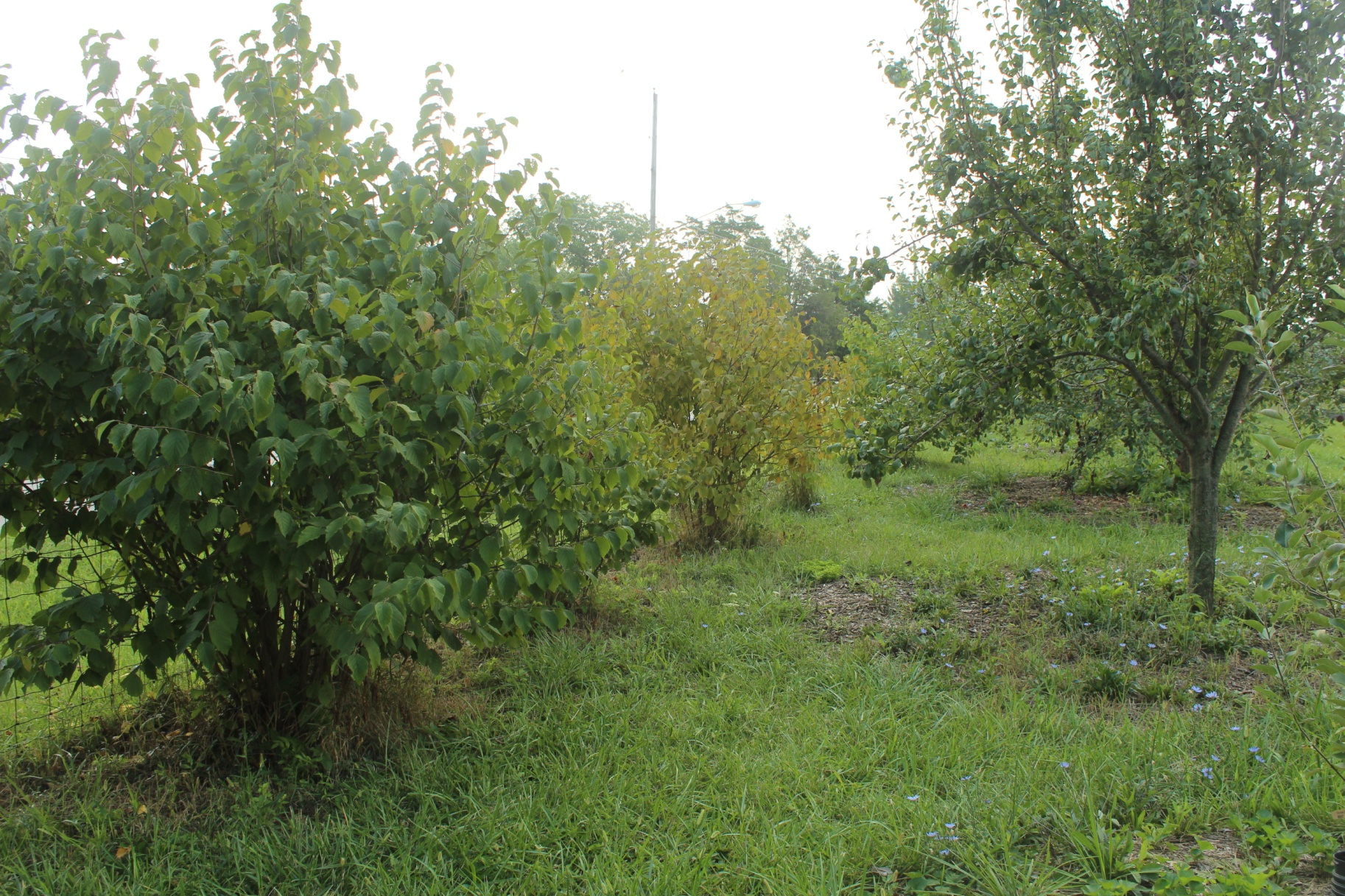 Hazelnut bushes line the orchard fence to provide food for us and habitat for beneficial creatures