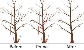 Sketch of tree at different stages of pruning: Before, Prune, and After