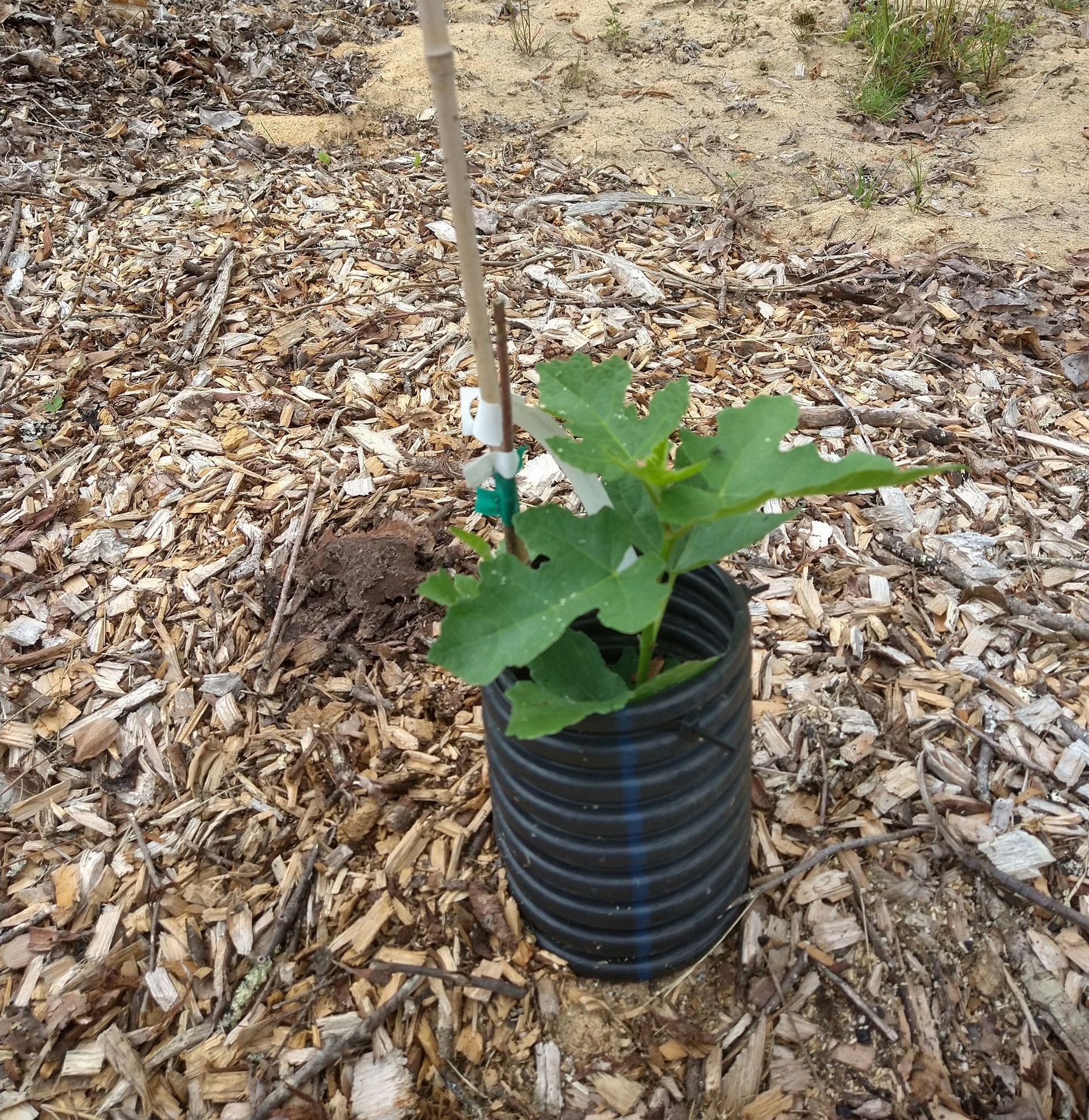 A newly planted, young fig tree with slender stake to support it and field tile around its trunk for protection