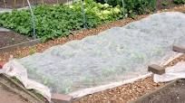Wide floating row cover over several rows of plants with the edges weighted down.