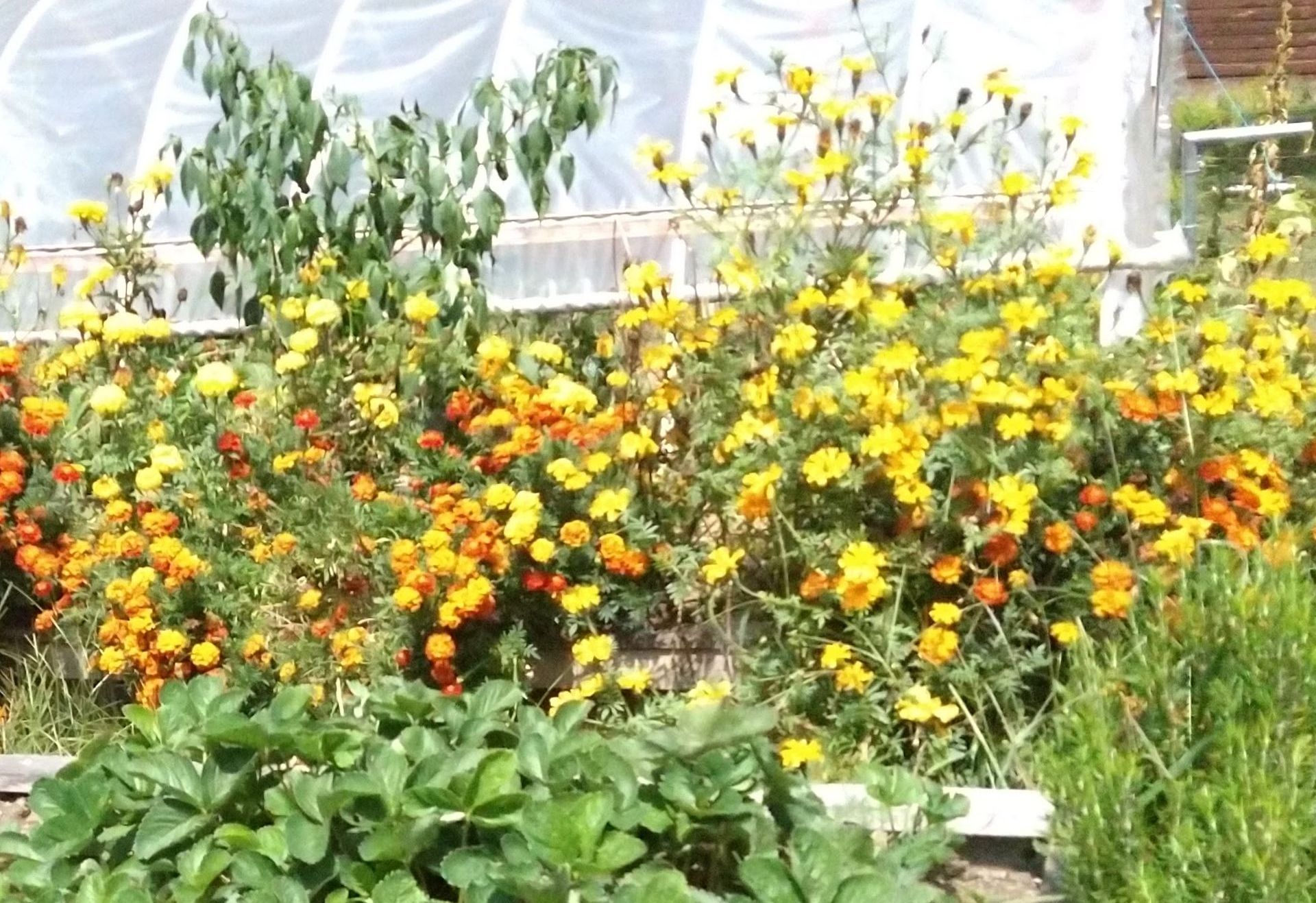 Marigolds in a vegetable garden are beneficial in many ways

