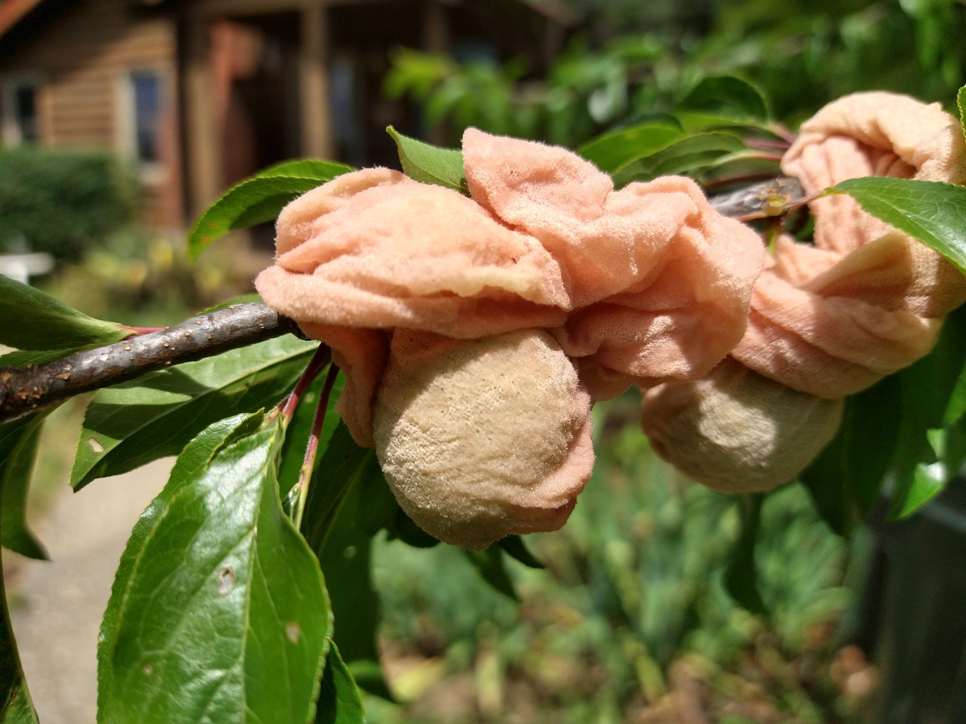 Footies from a shoe store over young fruit on tree