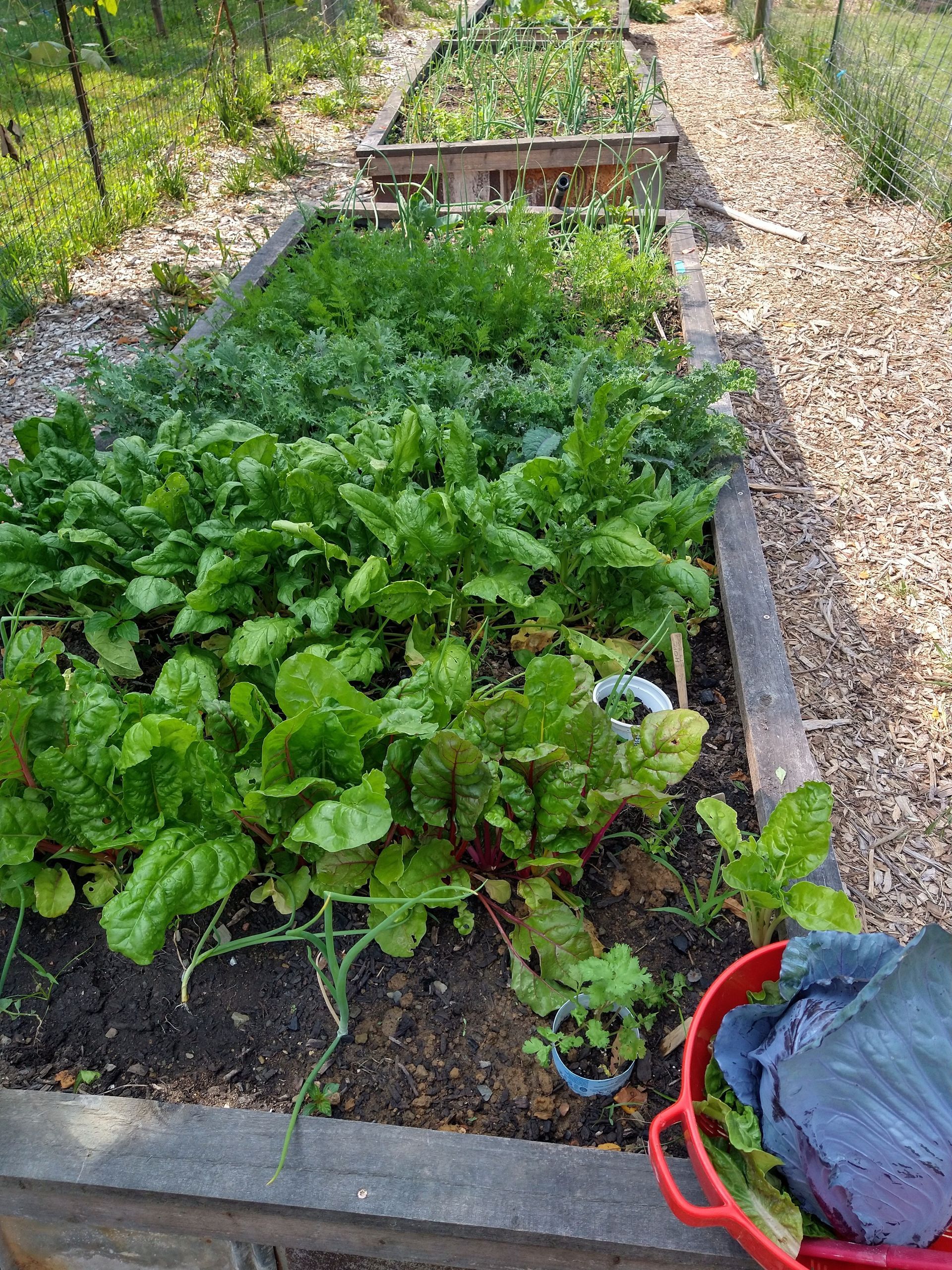 Chard, spinach, kale, carrots and onions growing in a springtime raised bed.