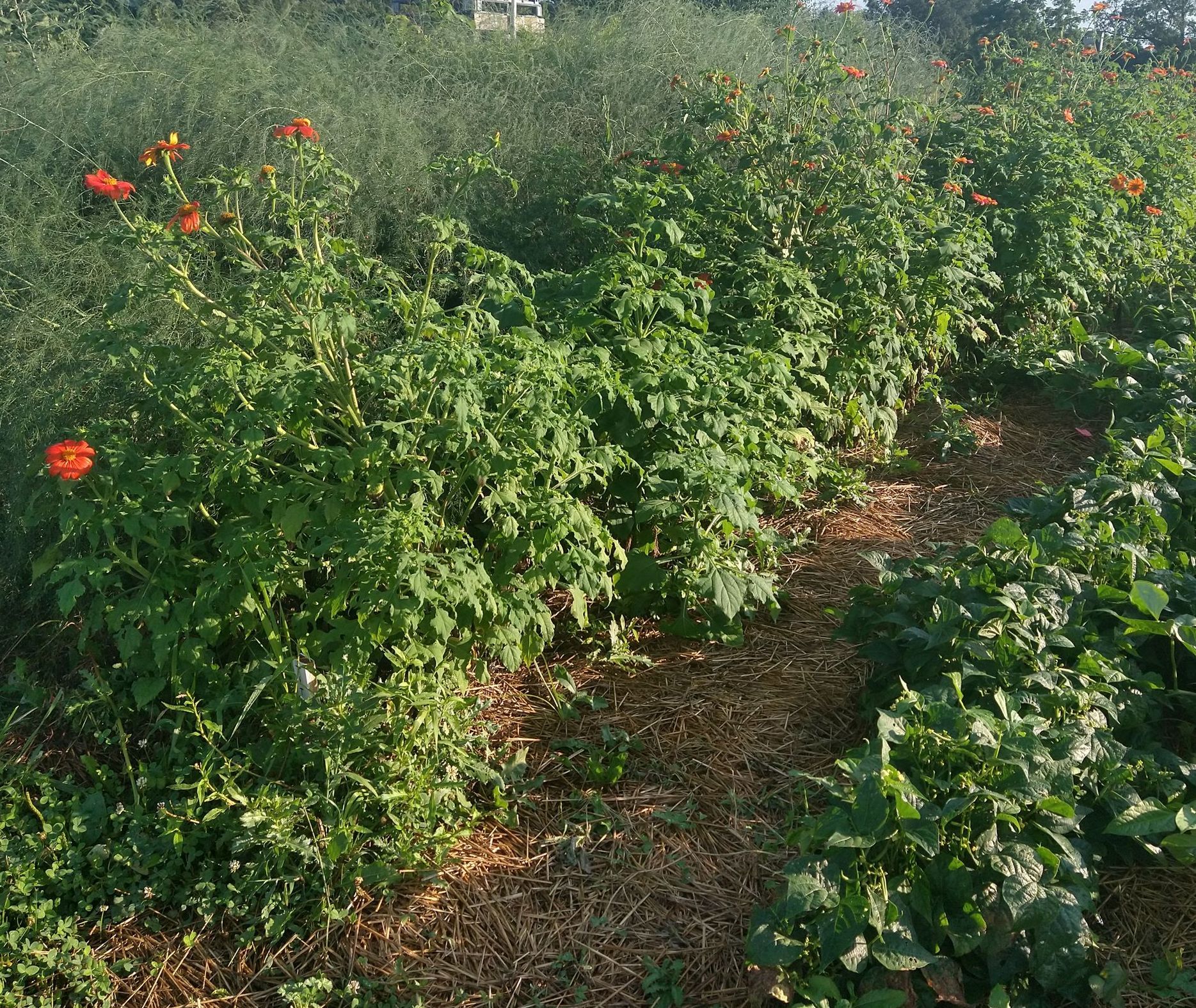 A closer view of two rows in garden with mature flower and vegetable plants to demonstrate space needed for both growing and walking.