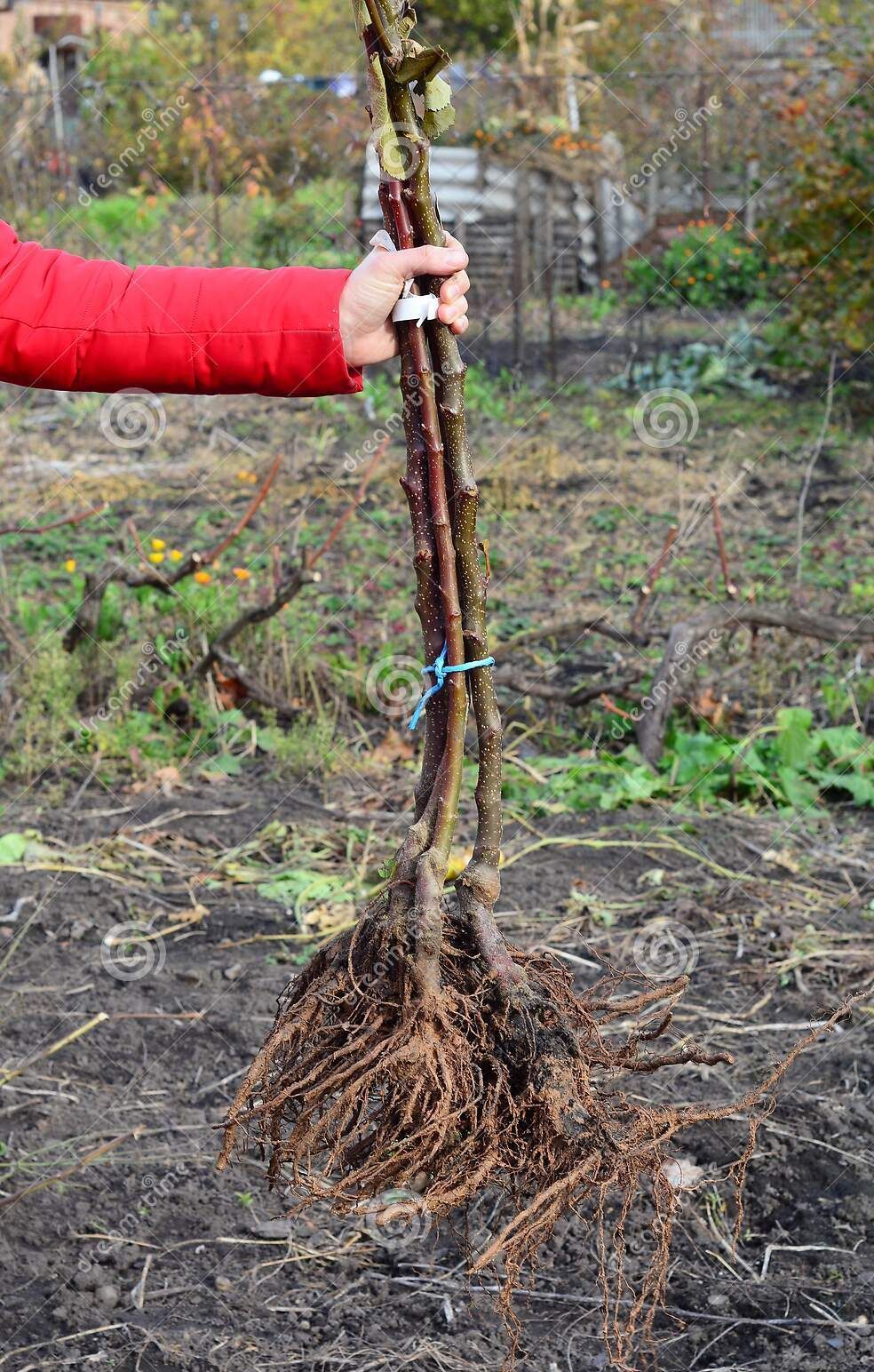 three bare-root fruit trees being held up to show the roots before planting