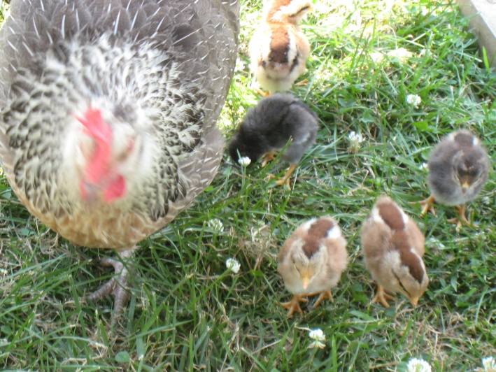 A mother hen outdoors with her five young chicks around her