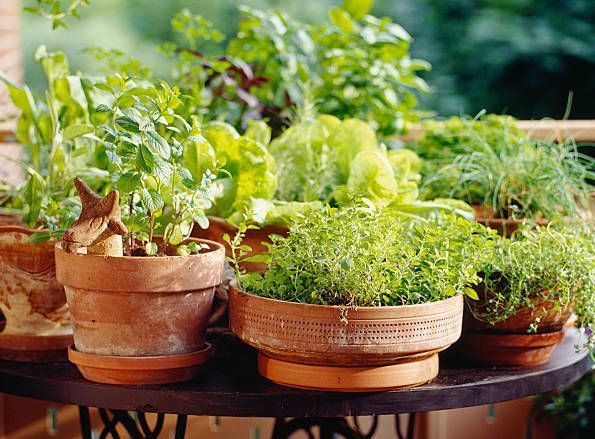 Photo of herbs growing in outdoor pots