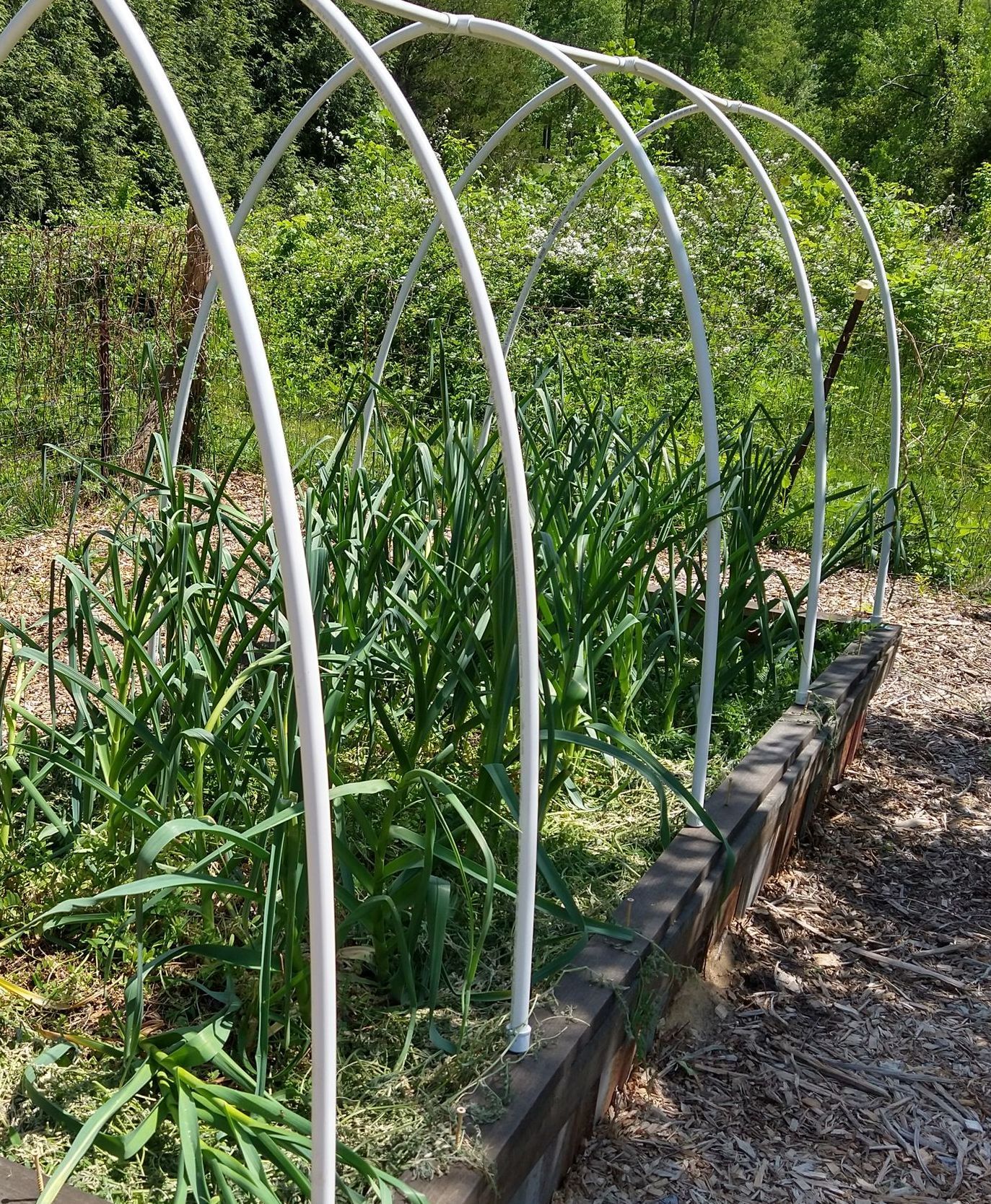 Raised bed with tall plastic hoops over mature garlic. The cover has been removed as the weather warmed. The hoops also allow for shade cloth when needed in the summer.