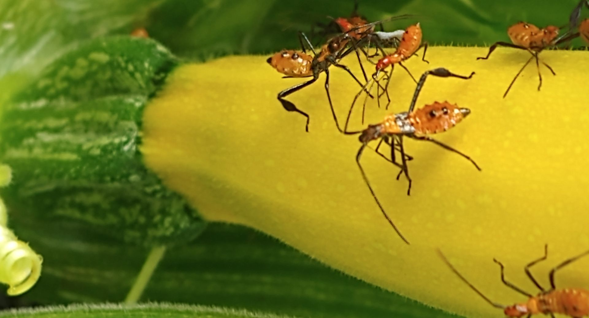 Insects (Leptoglossus zonatus) on zucchini in garden