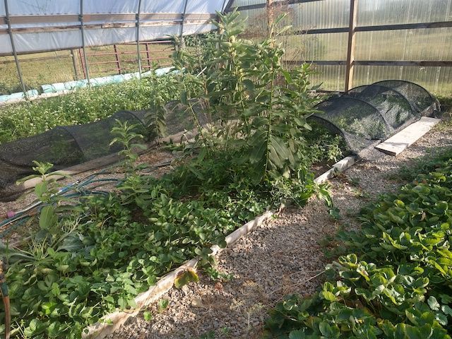 Two of the four rows are shown in the larger hoop house. The beds are full of various plants and there is black shade cloth over half on one row. The sides of the hoop house are rolled up a few feet, so it must be summer.