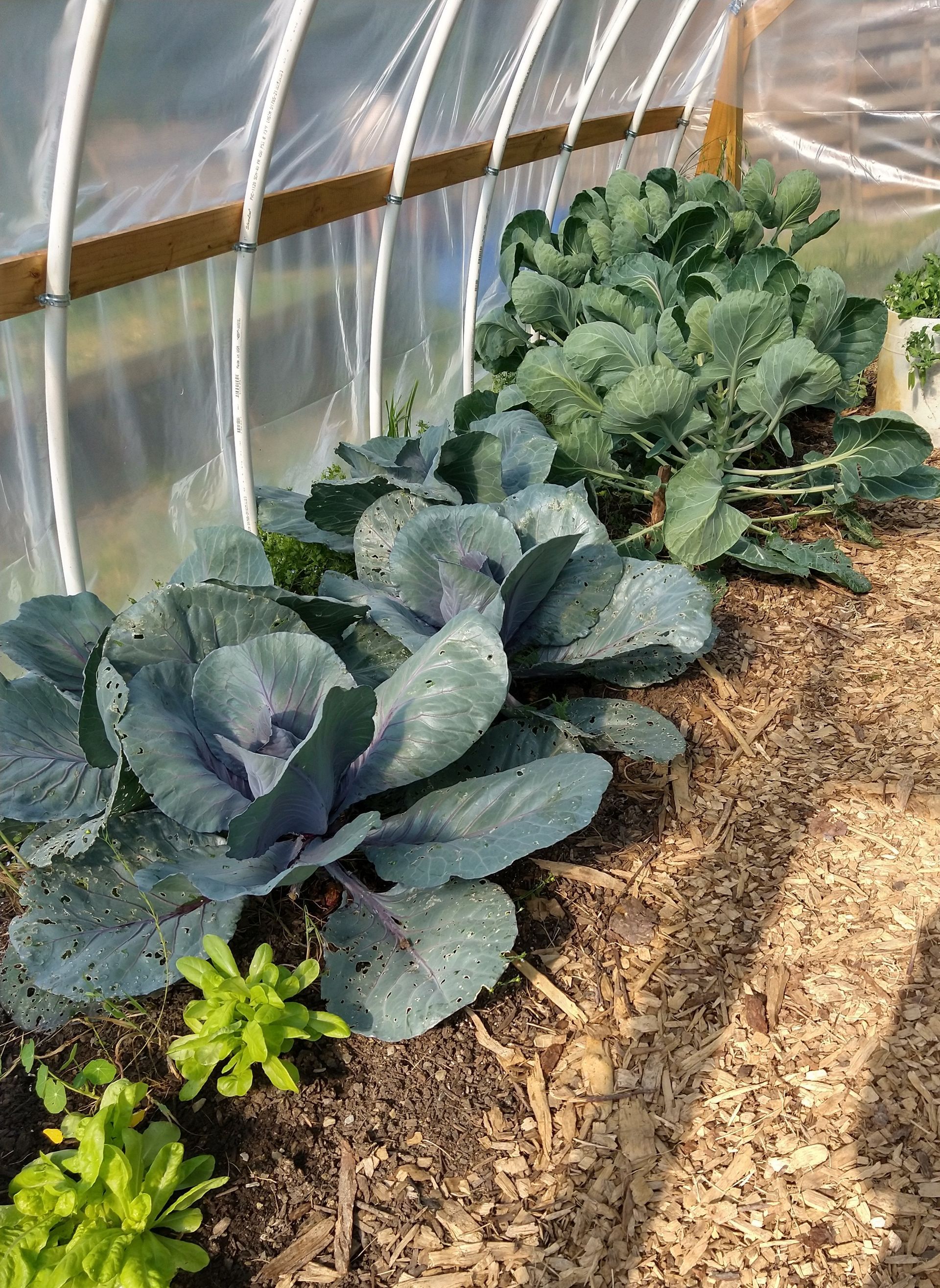 cabbage growing in hoop house