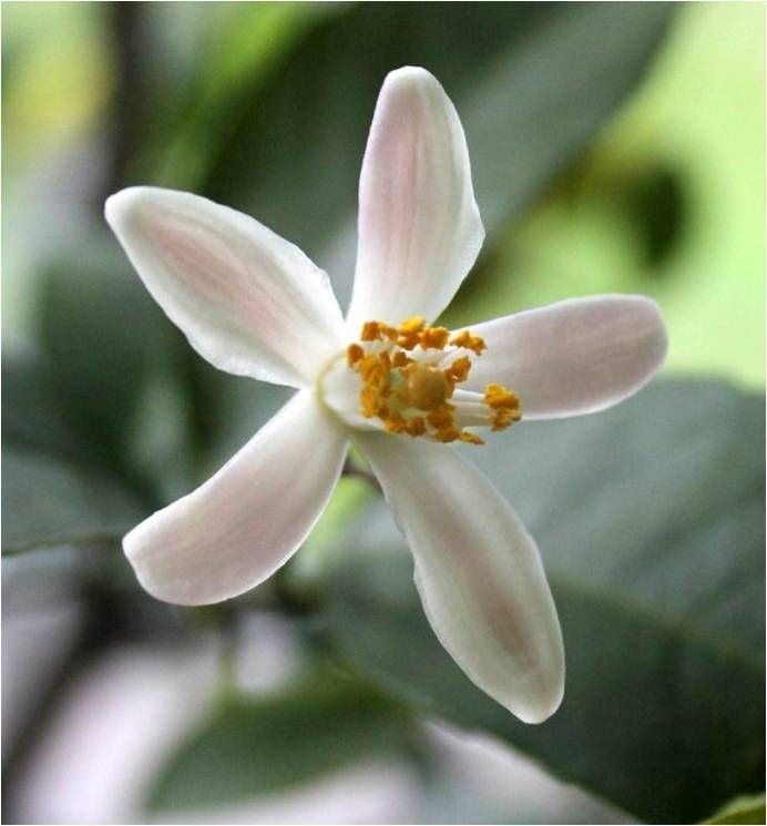 Close-up of a lemon flower to demonstrate that a
