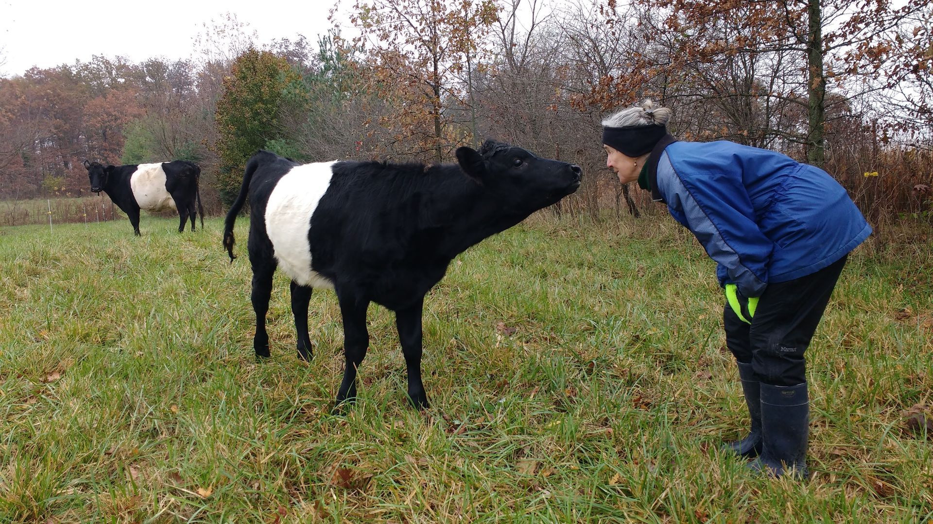 Author getting a kiss from young Dutch Belted cow