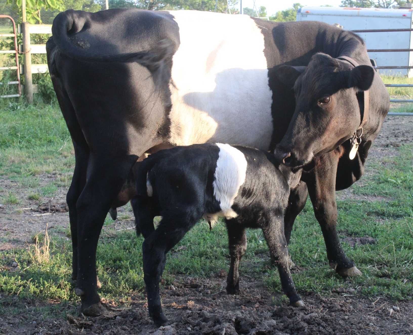 Mother Dutch Belted cow with her newborn calf