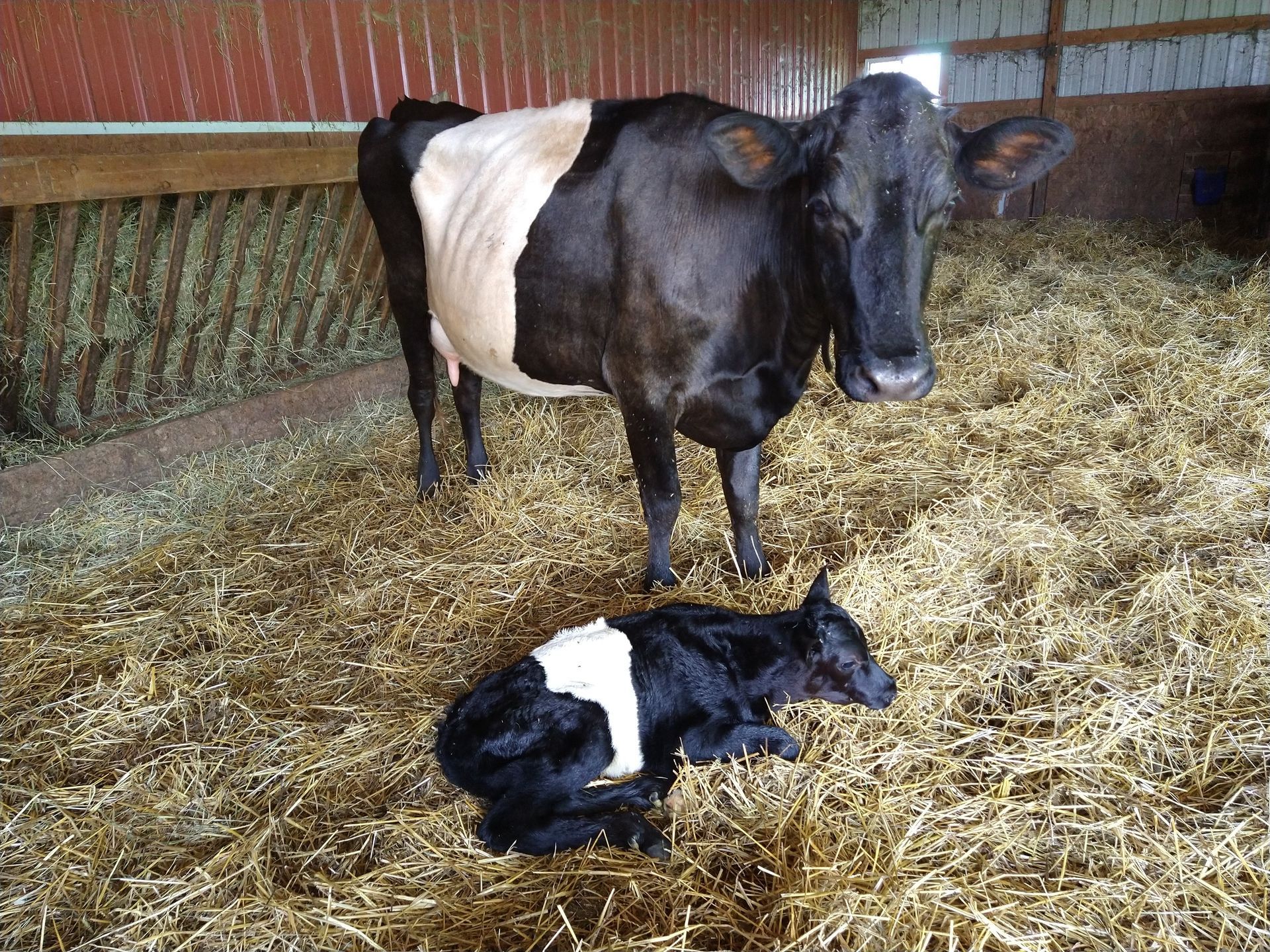 Mother Dutch Belted cow with newborn calf
